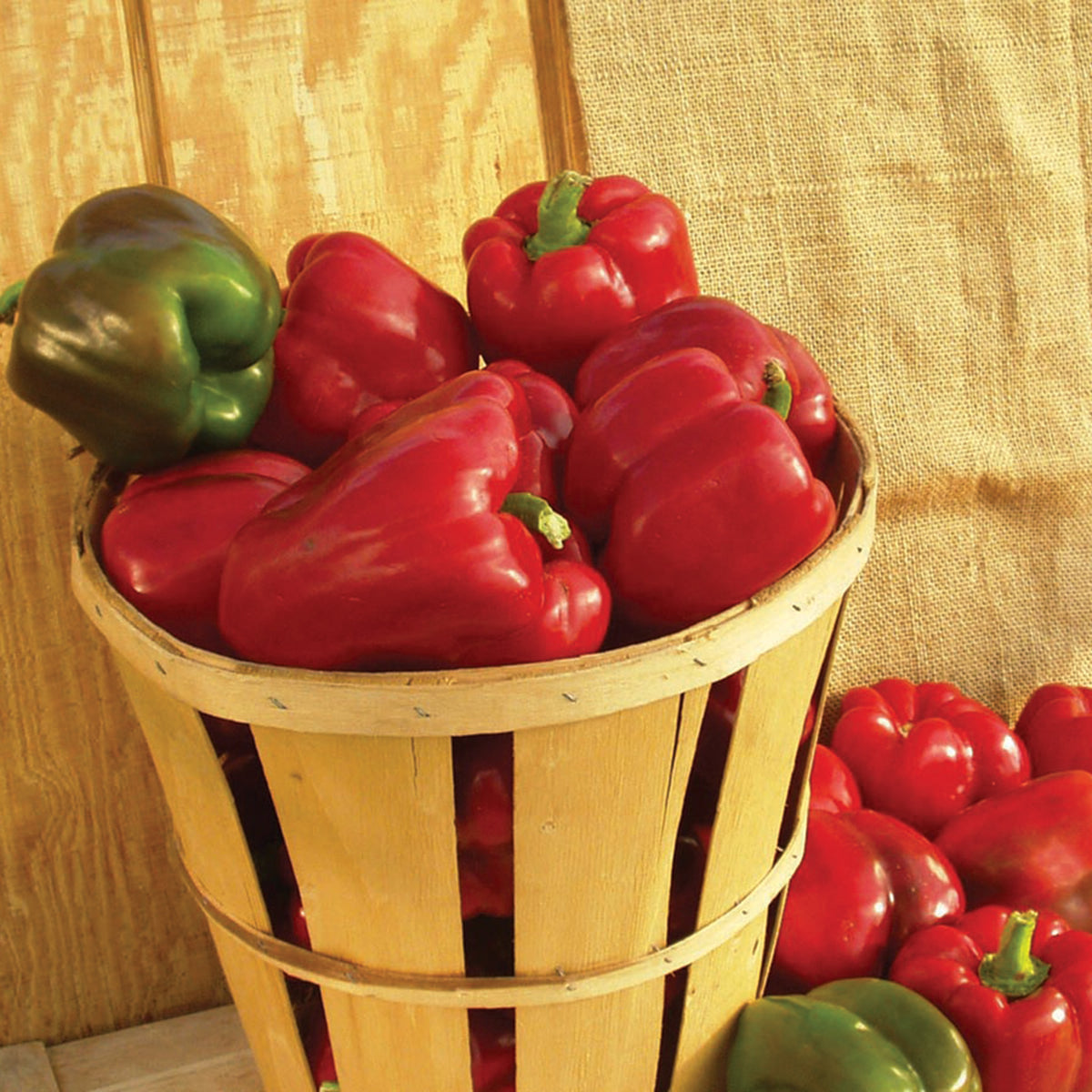 Pepper, Sweet, Alliance Hybrid