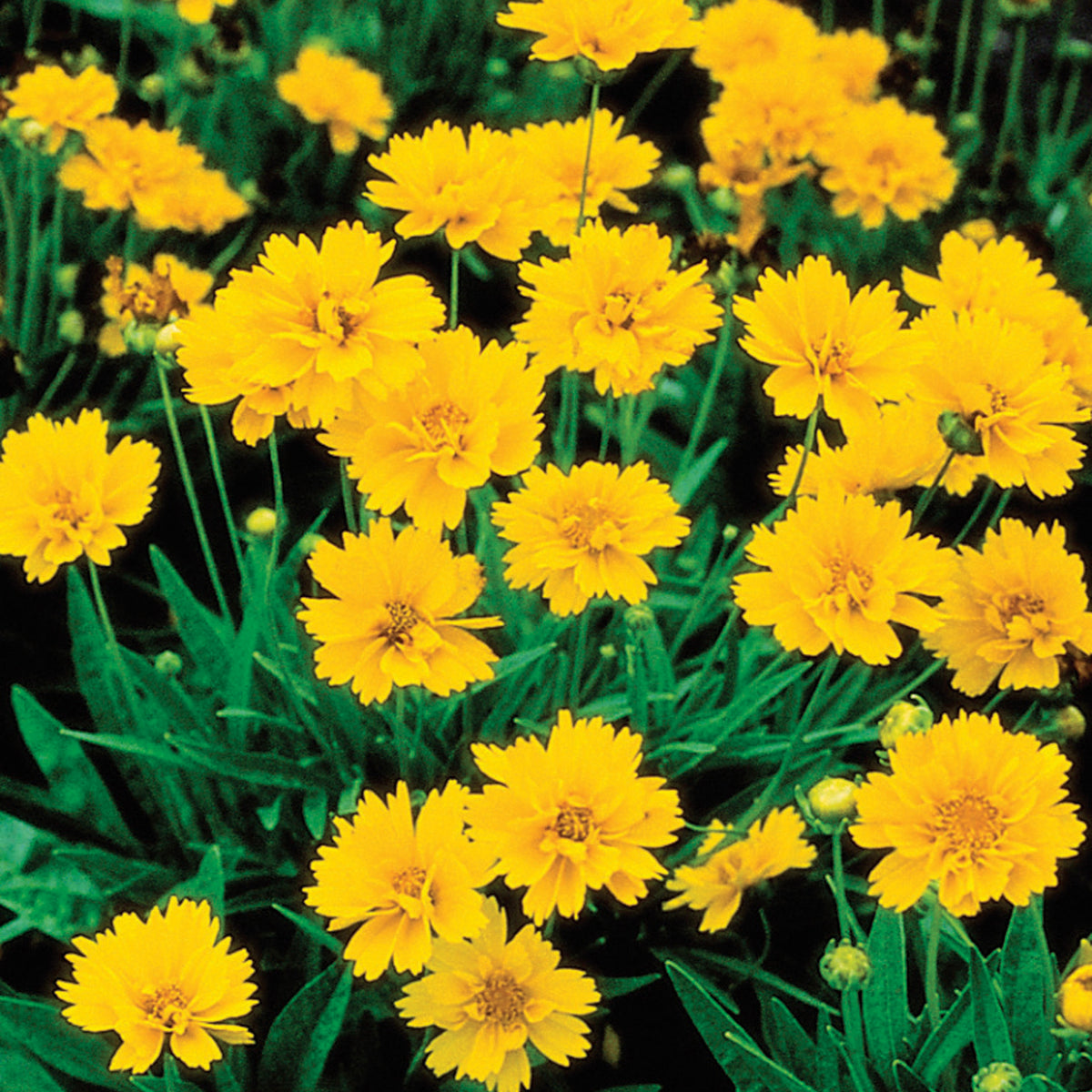 Coreopsis, Early Sunrise