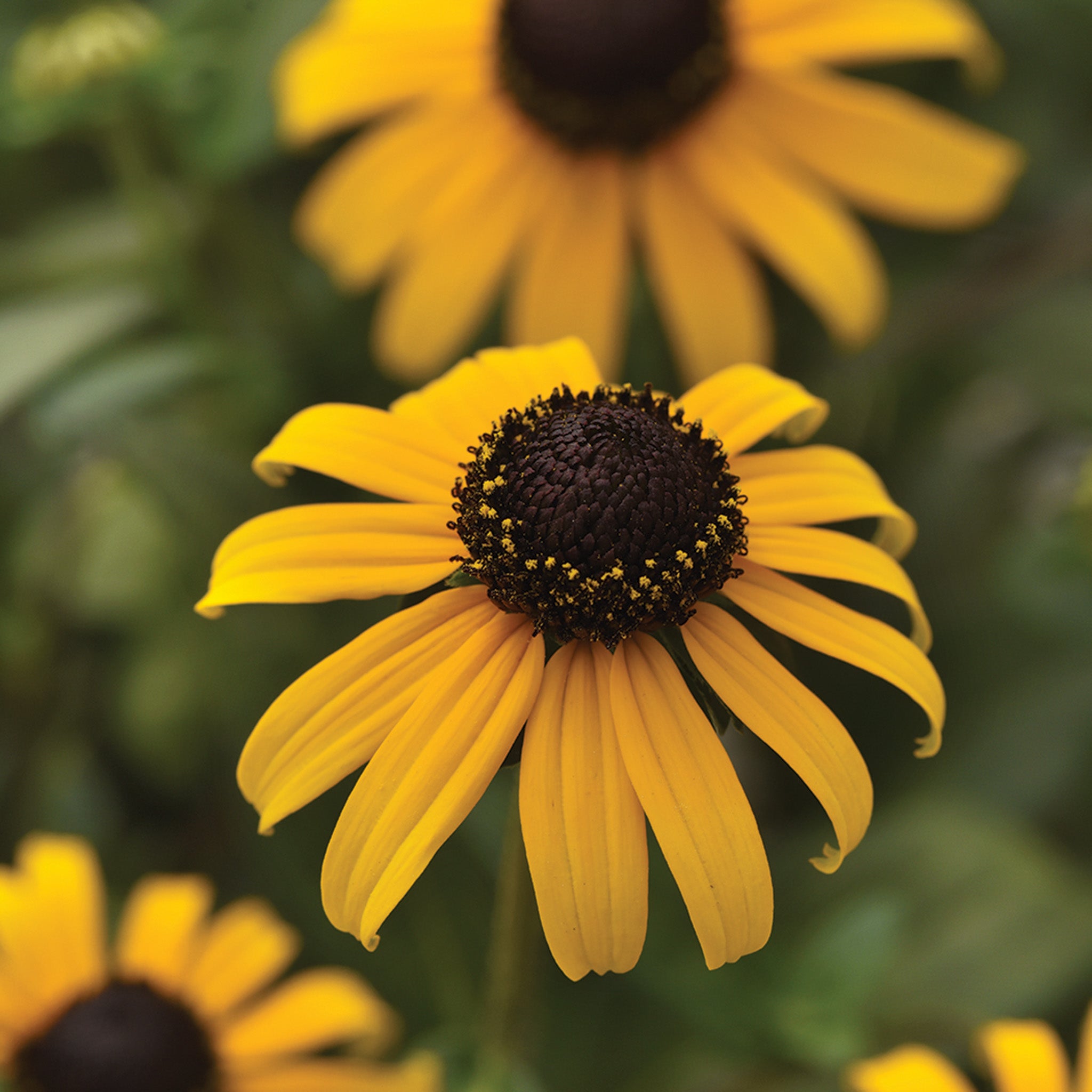 Rudbeckia, Goldblitz