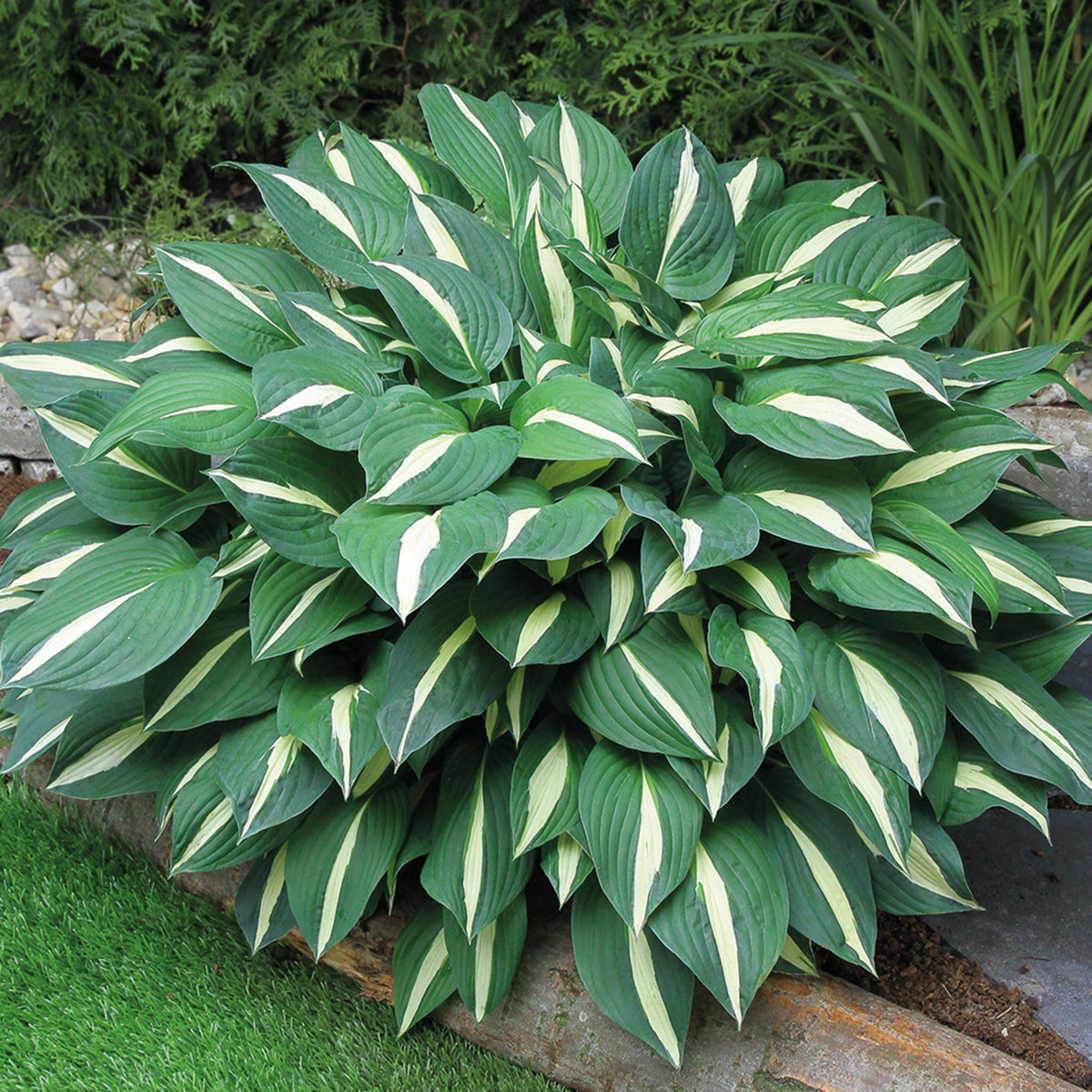 Hosta, Risky Business