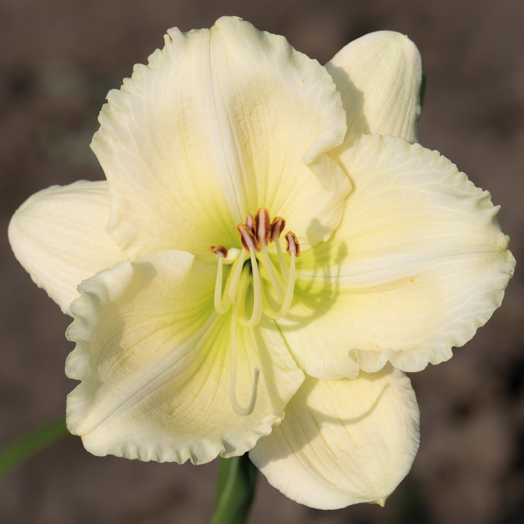 Daylily, Window Dressing