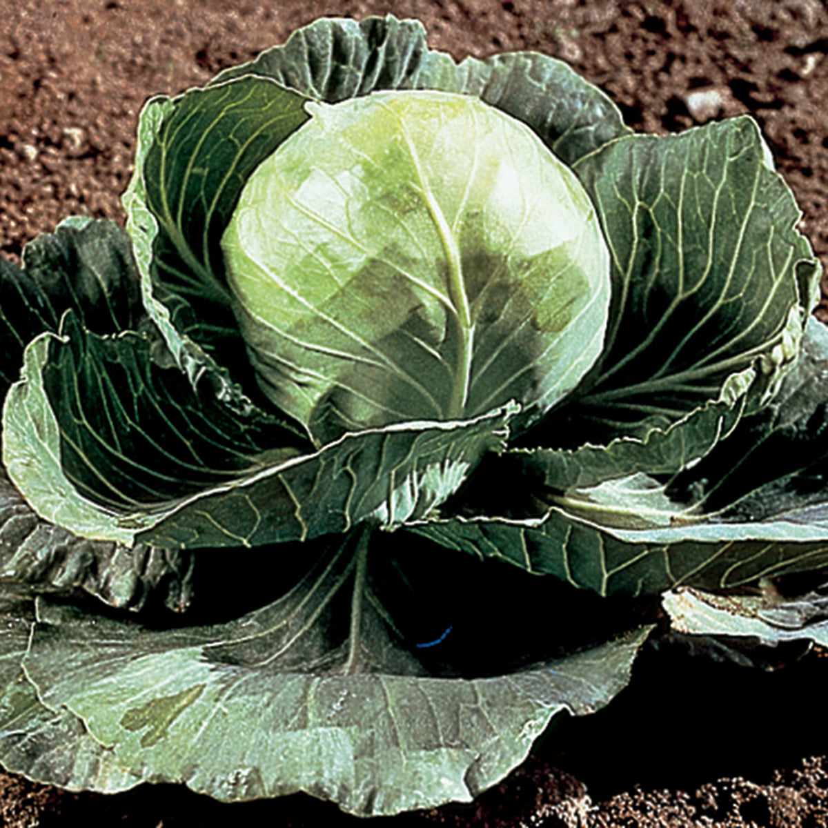 Cabbage, Golden Cross Hybrid