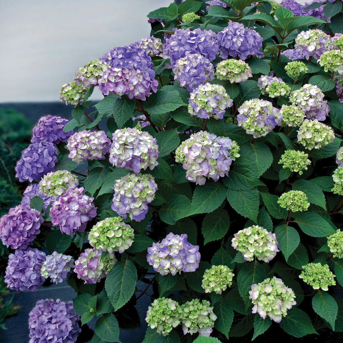 Hydrangea, Endless Summer® BloomStruck®