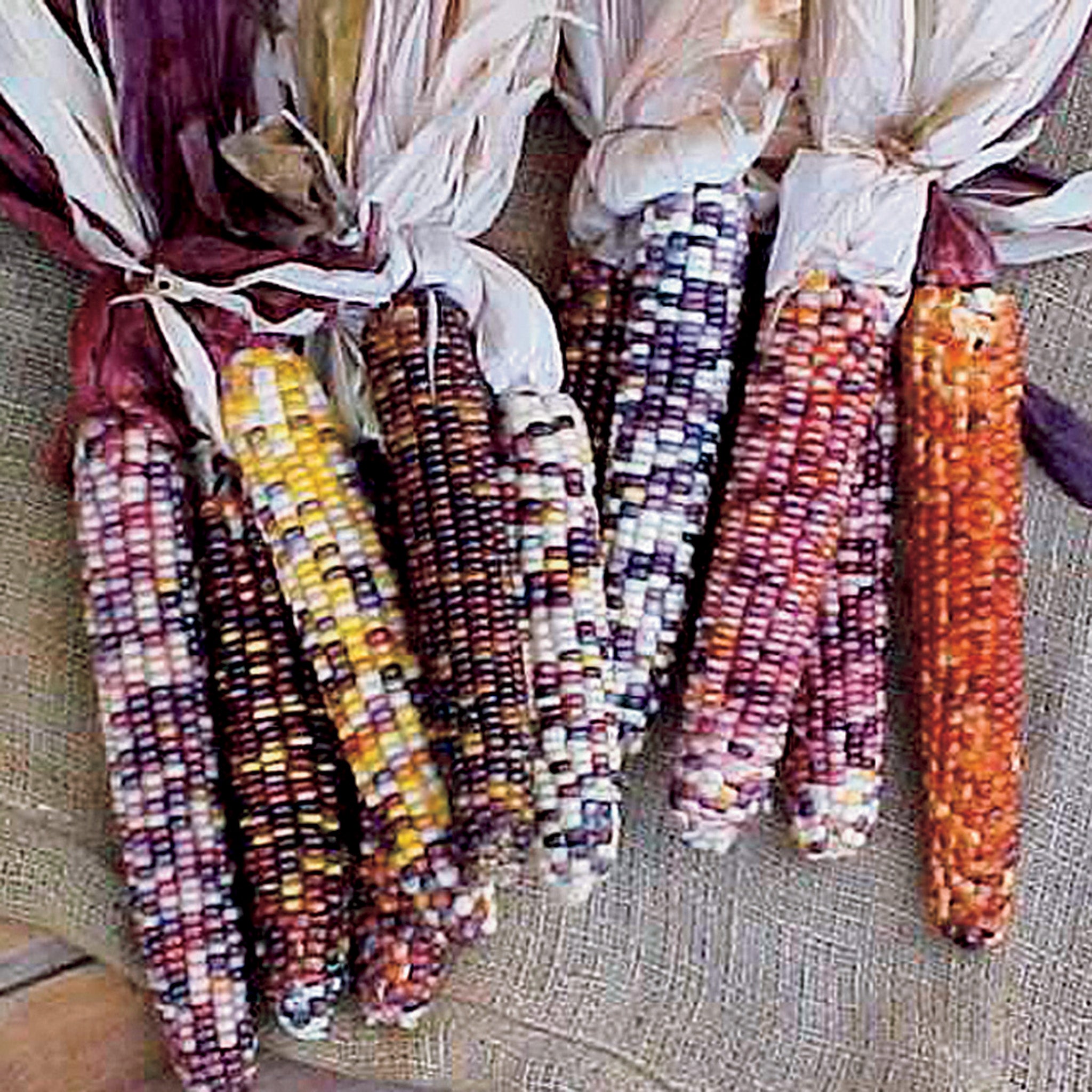 Corn, Ornamental, Autumn Explosion Hybrid