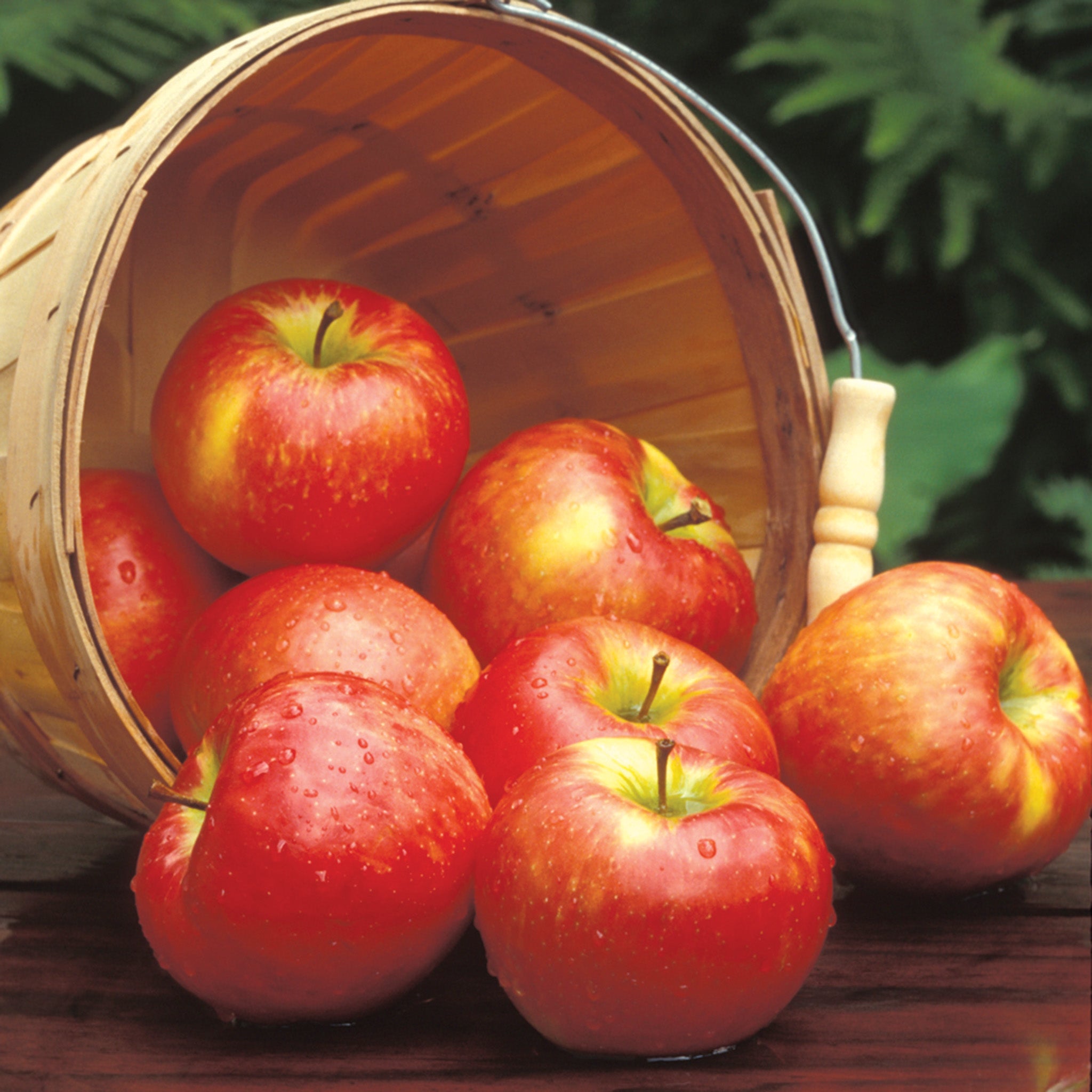 Apple, Semi-Dwarf, Honeycrisp