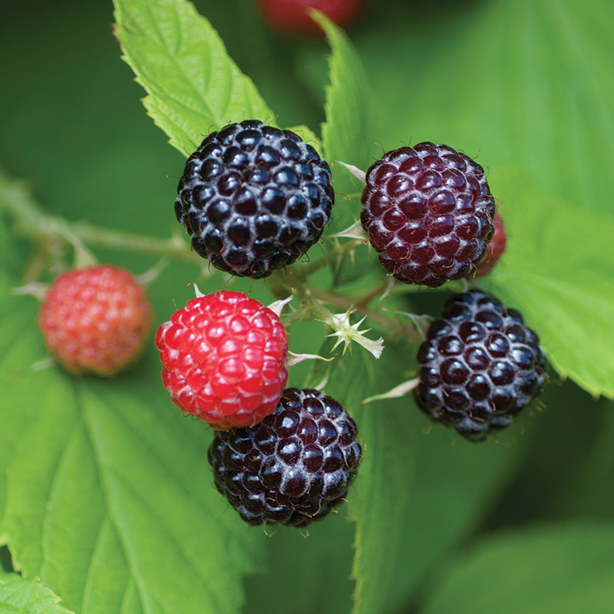 Raspberry, Summer-Bearing, Bristol
