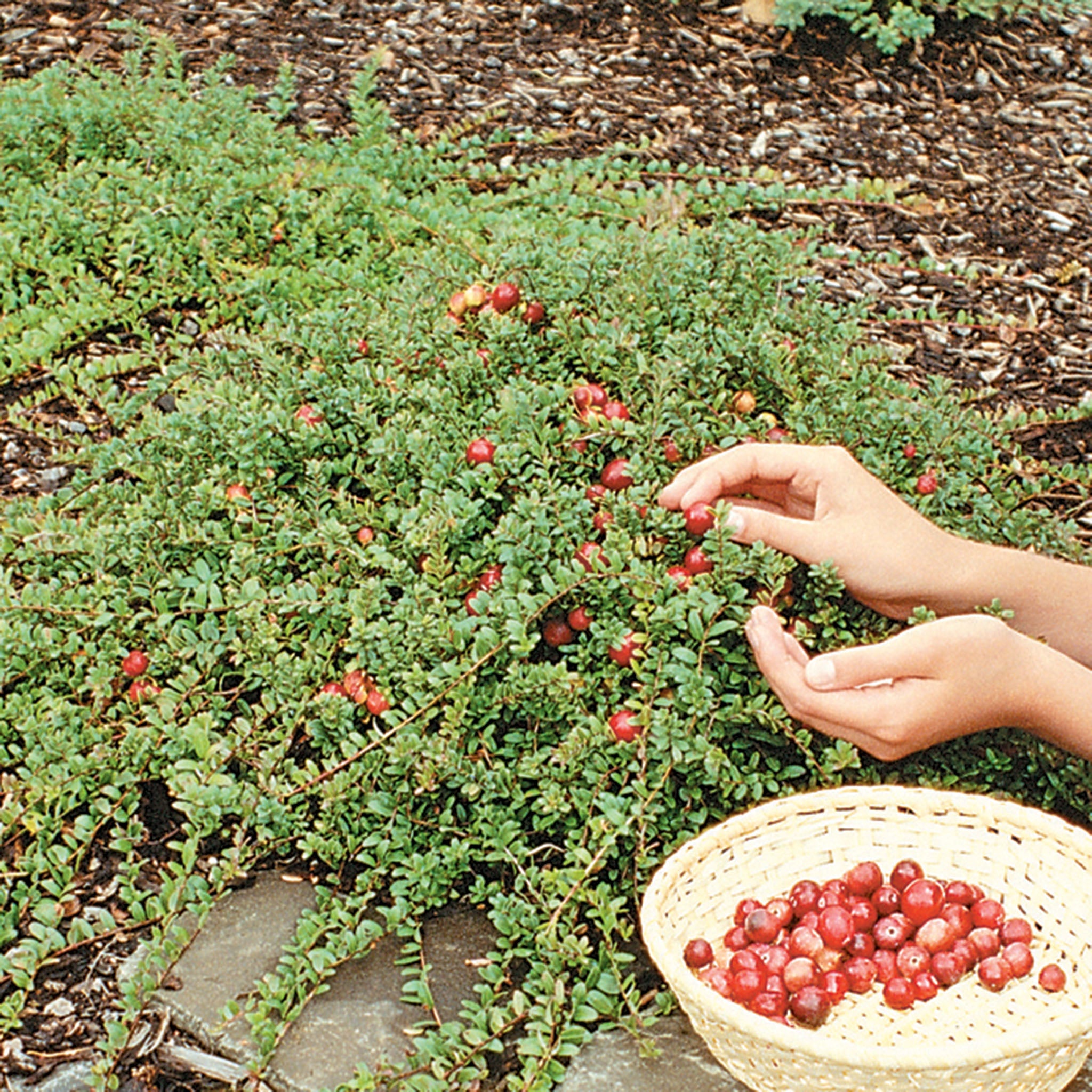Cranberry, Pilgrim