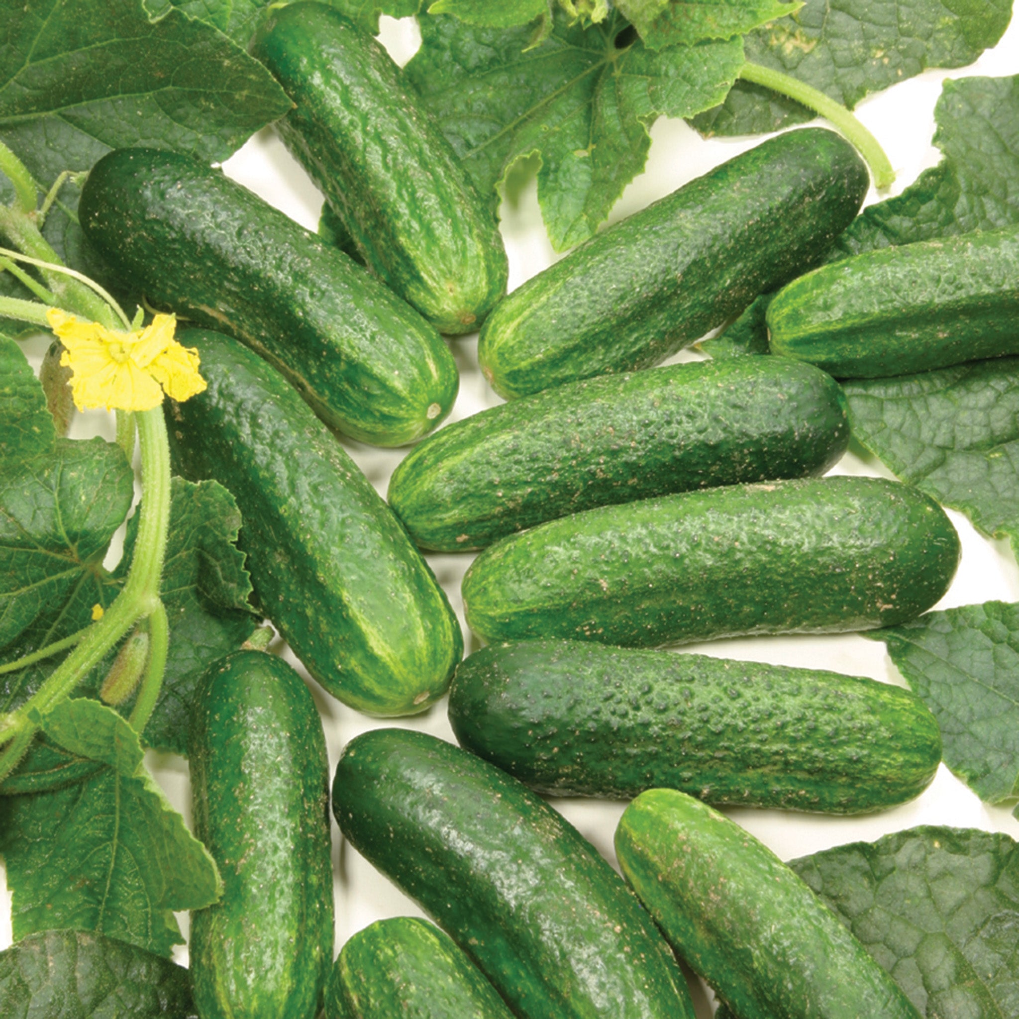 Cucumber, Diamant Hybrid Organic