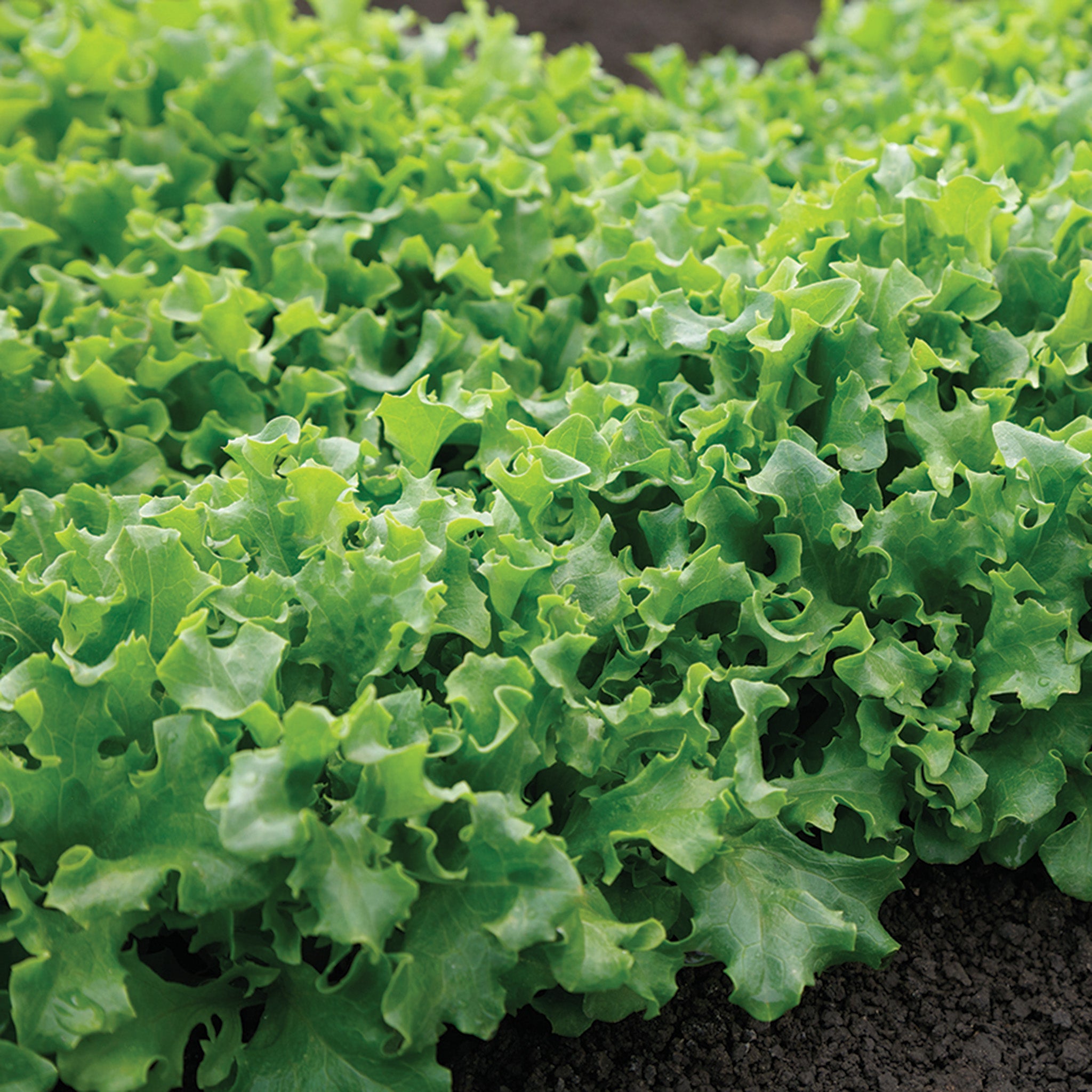 Lettuce, Wizard