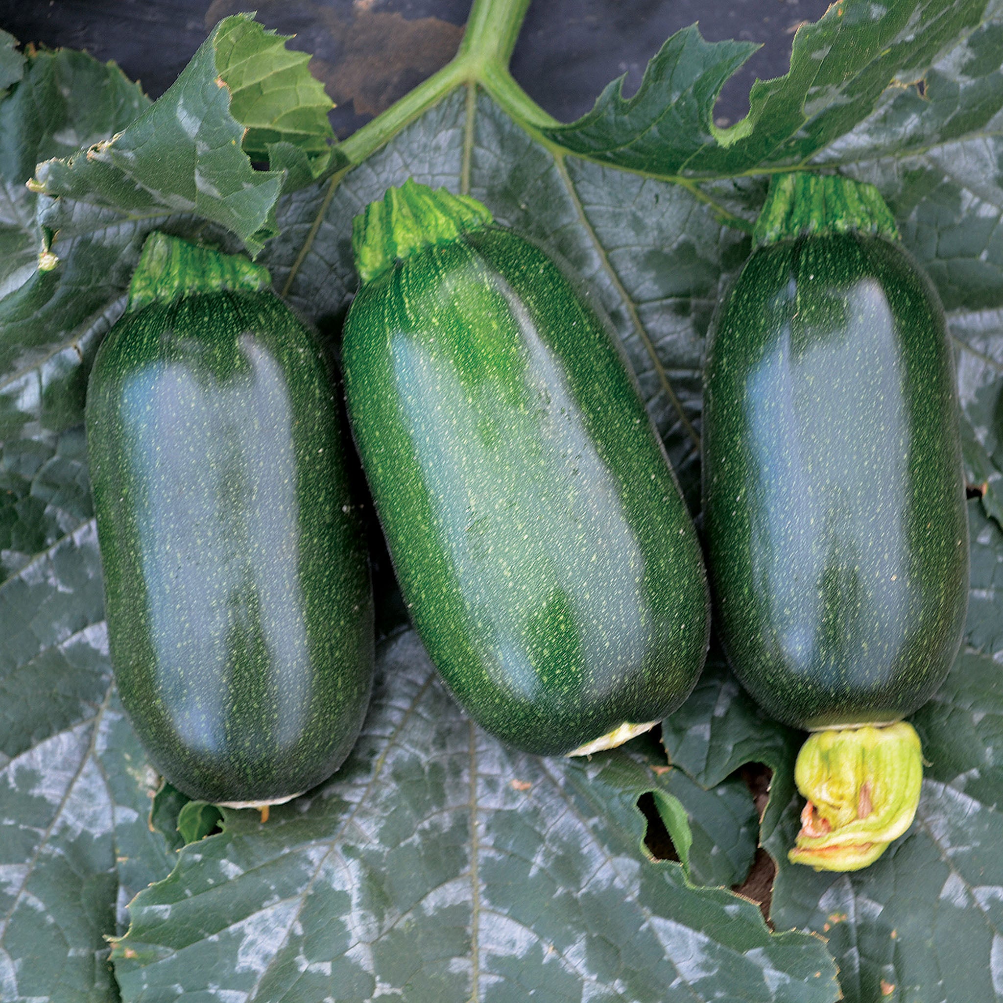 Squash, Summer, Green Griller Hybrid