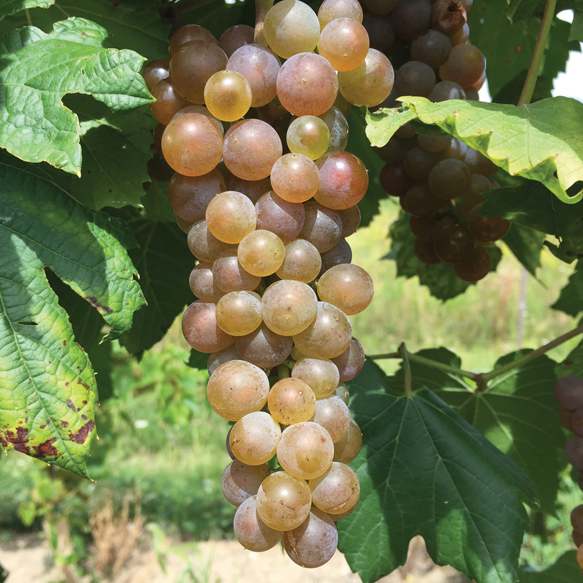 Grape, Itasca