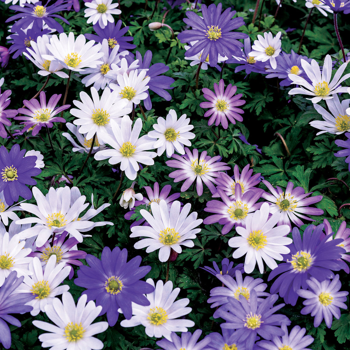 Anemone Mix, 25 Pack