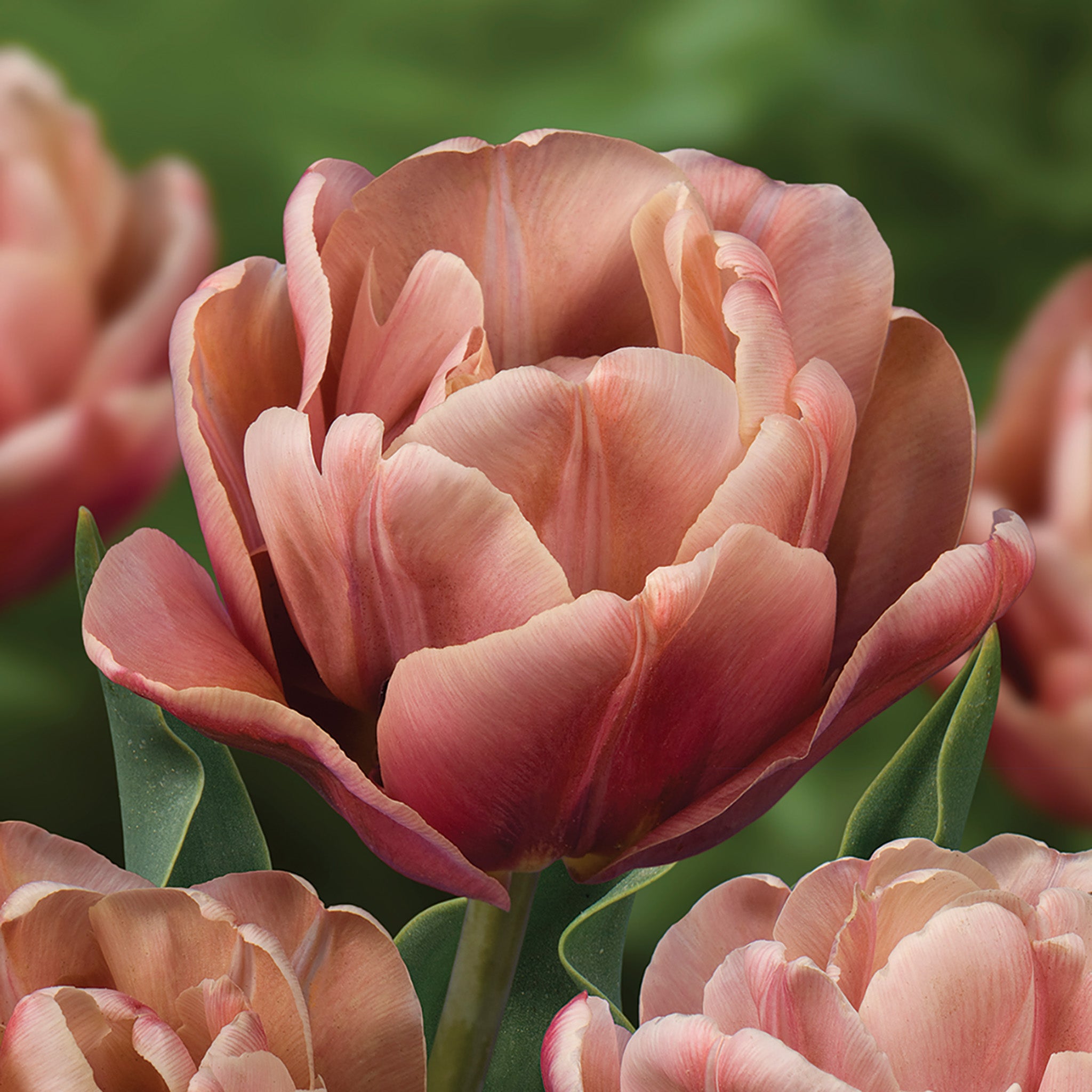 Tulip, La Belle Epoque, 10 Pack