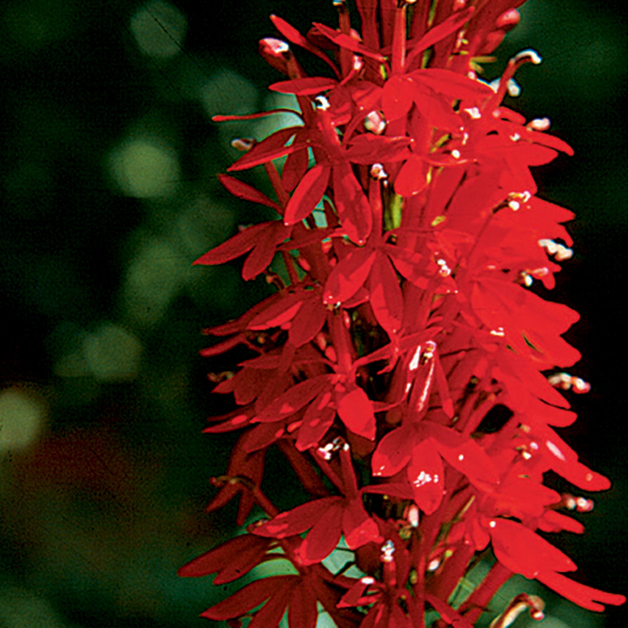 Lobelia, Cardinal.