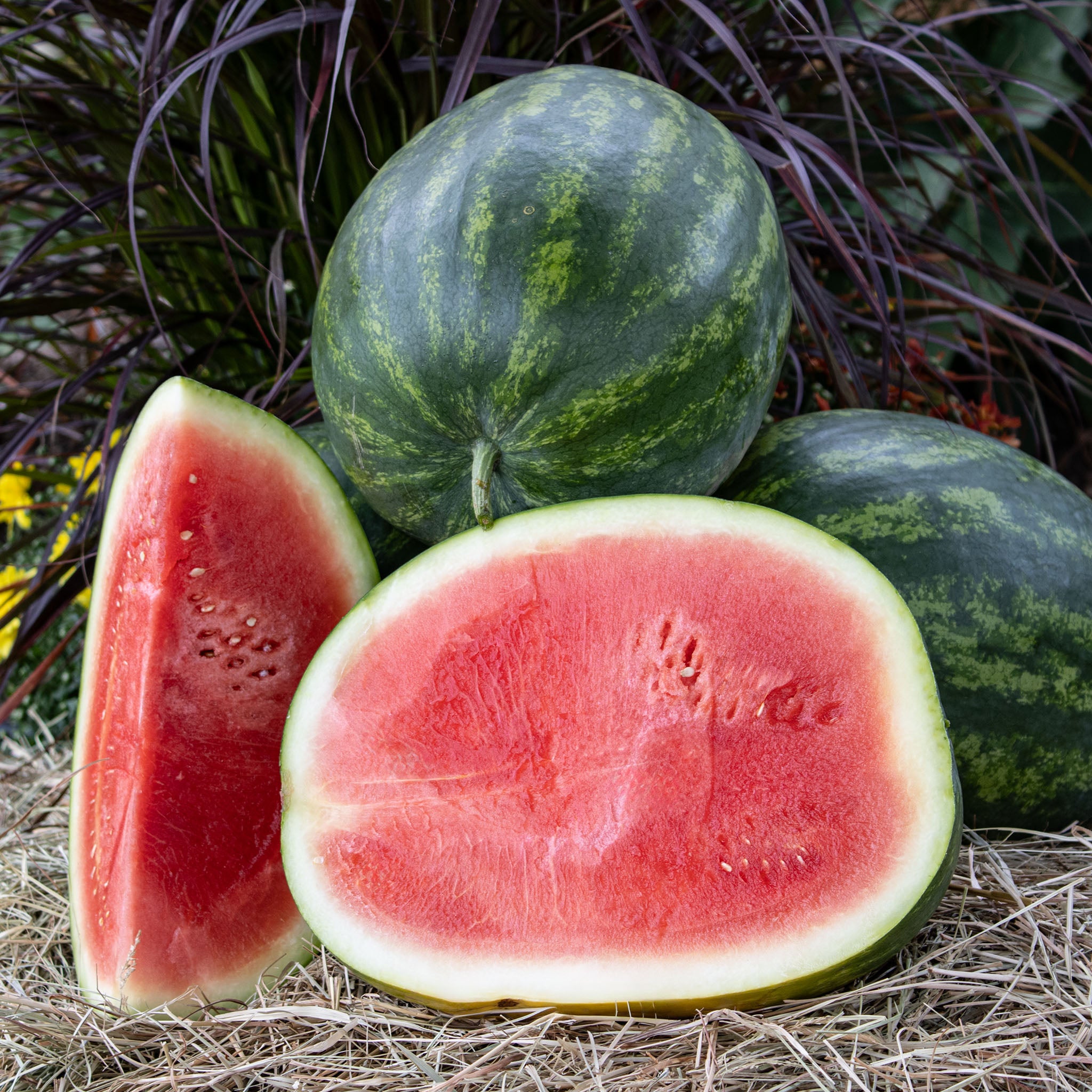 Watermelon, Valor Hybrid