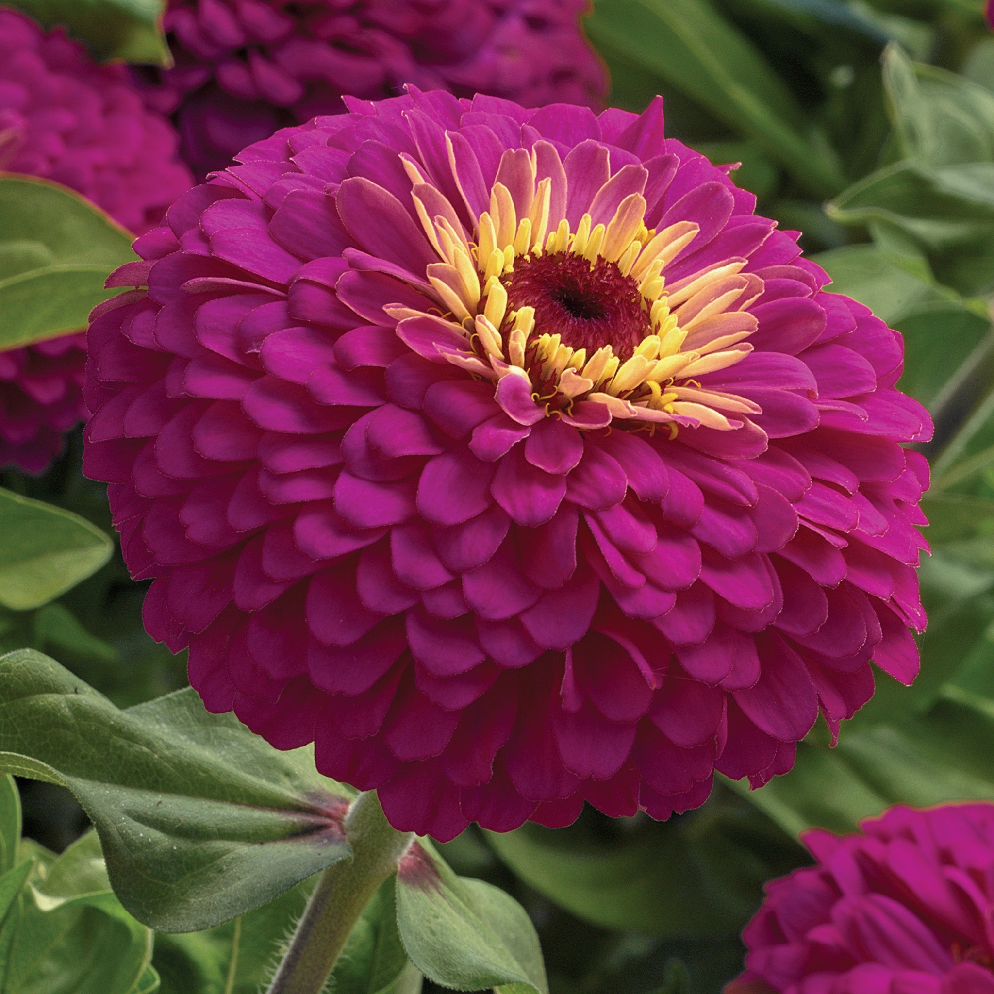 Zinnia, Uproar™ Rose Hybrid