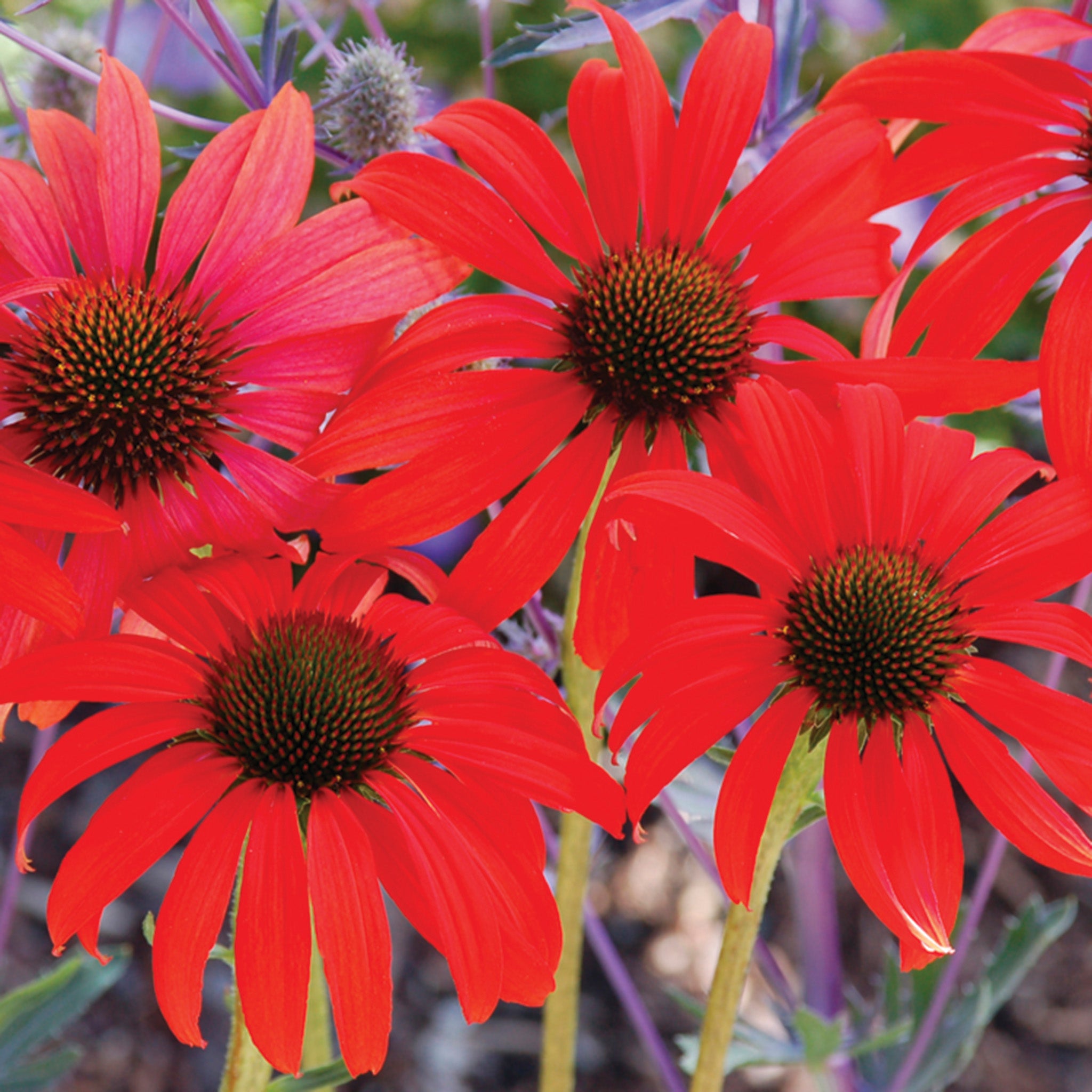 Echinacea, Prairie Stars™ Tomato Soup
