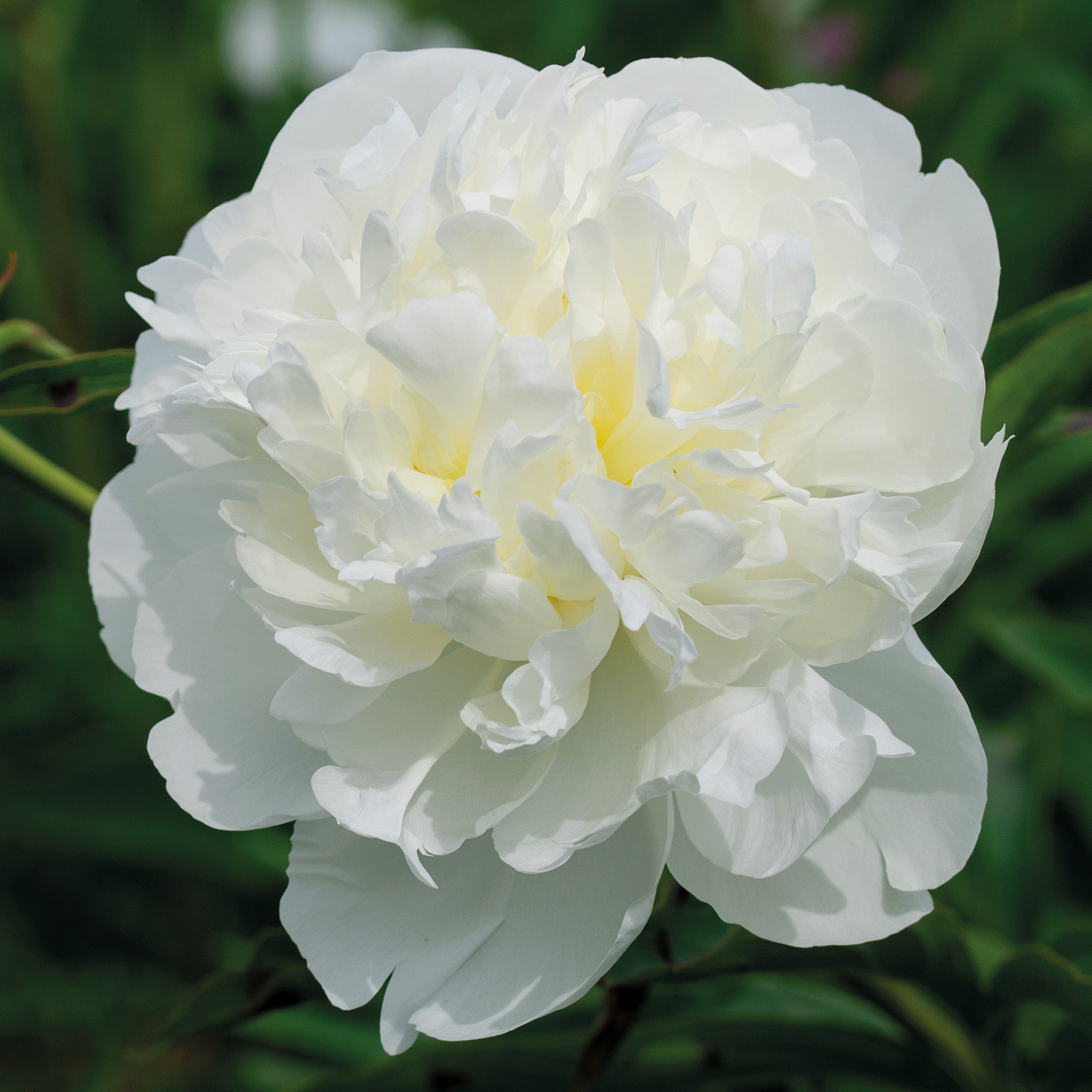 Peony, Duchesse De Nemours