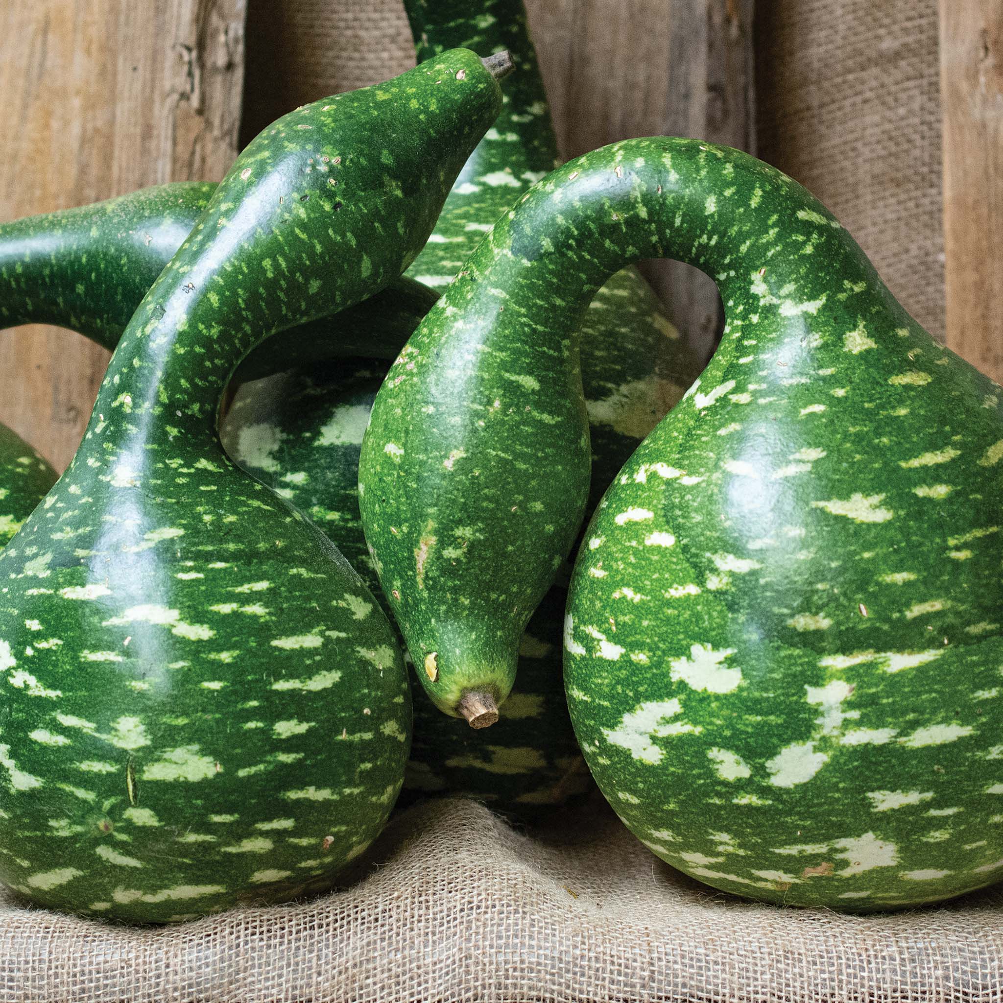 Gourd, Speckled Swan