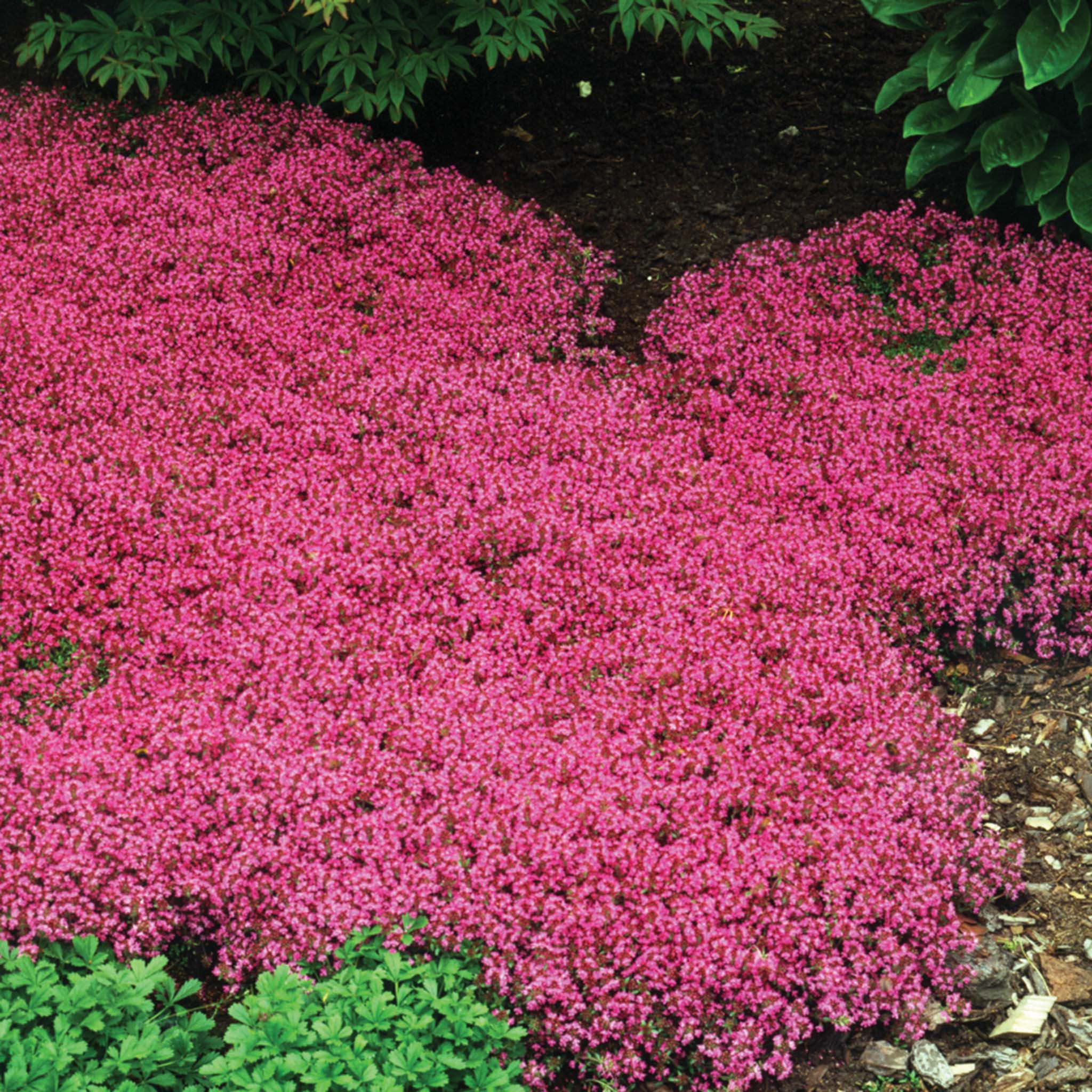 Thyme, Creeping, Red
