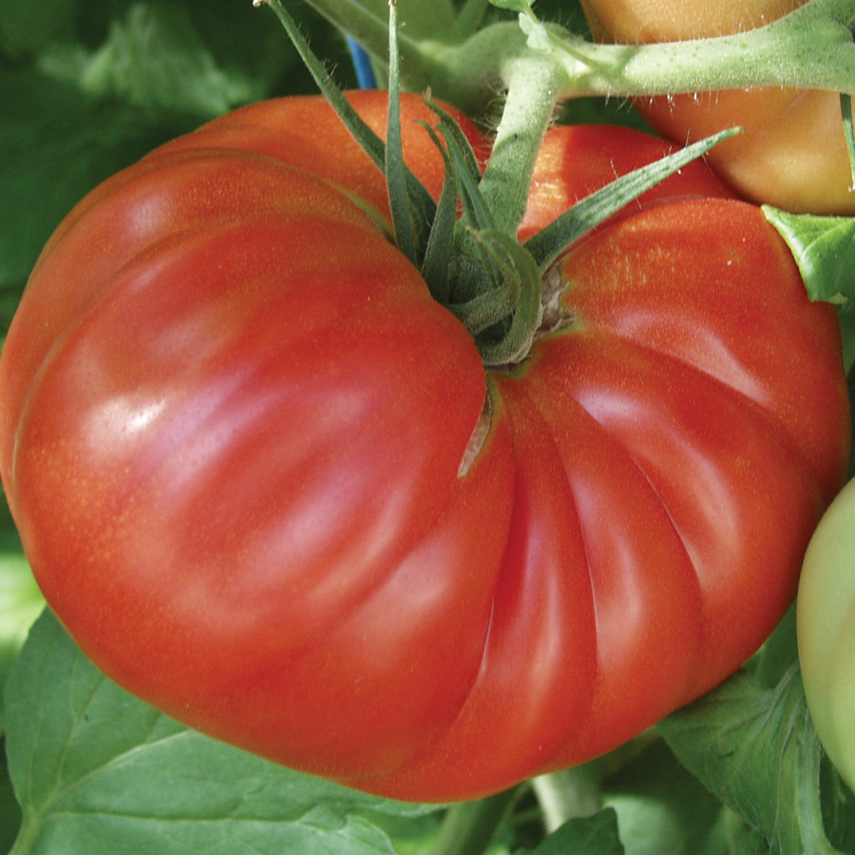 Tomato, Country Taste Hybrid