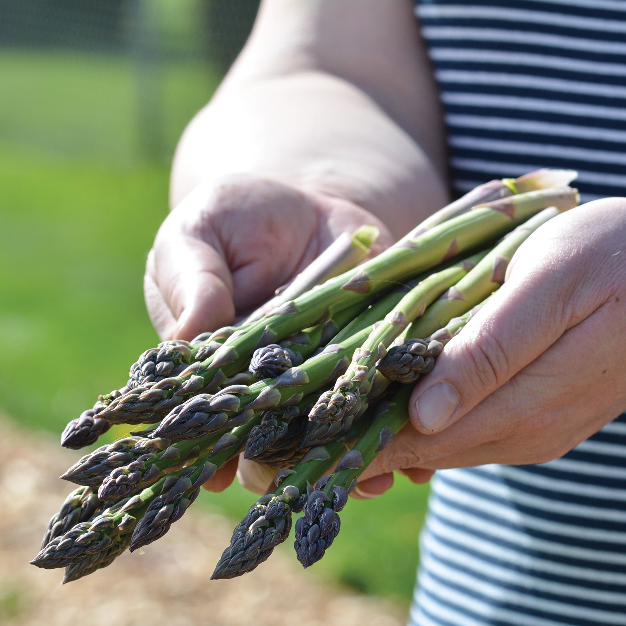 Asparagus, Jersey Knight Hybrid, Pack of 10 Roots