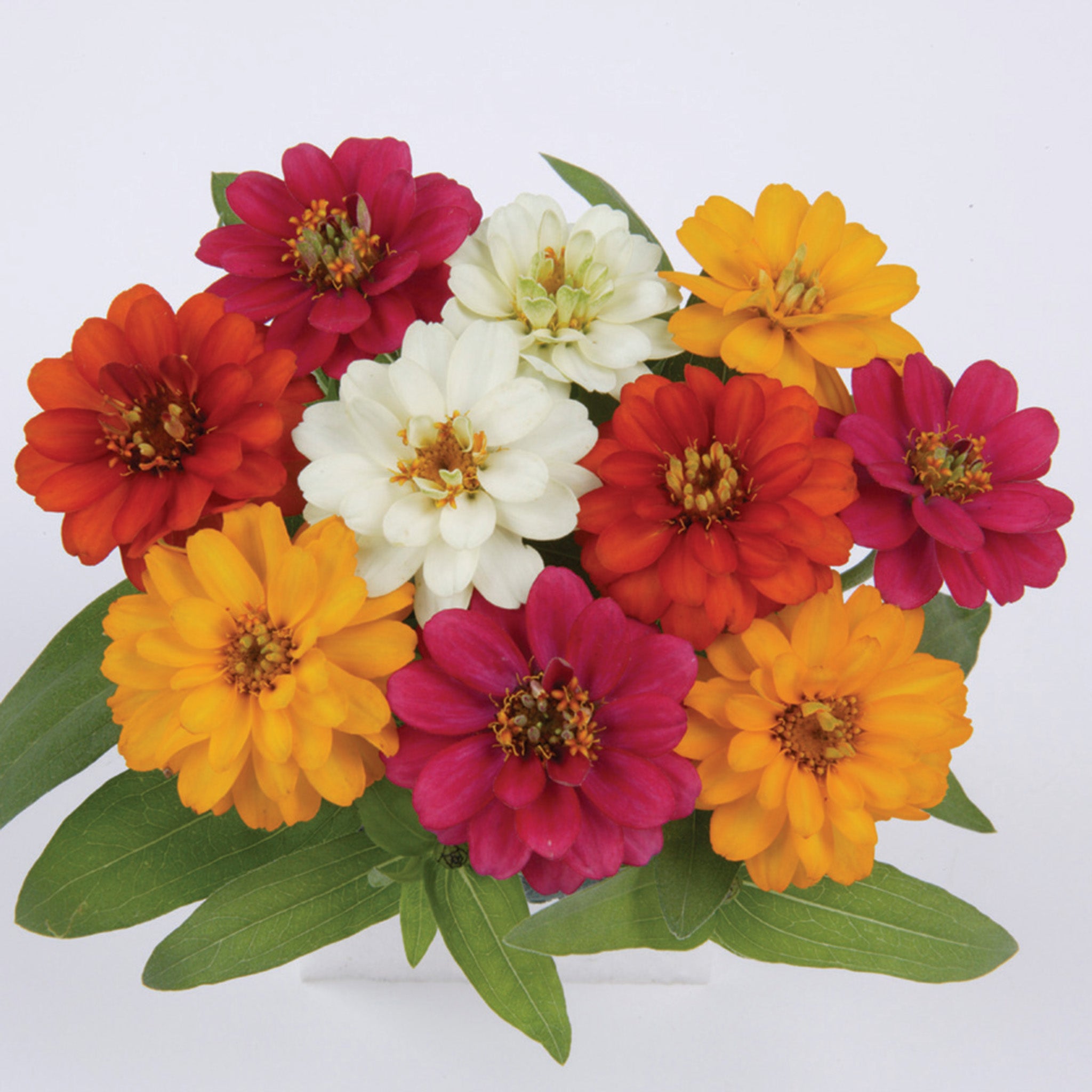 Zinnia, Profusion Double Mix Hybrid