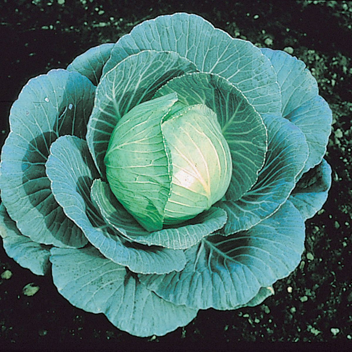 Cabbage, Stonehead Hybrid
