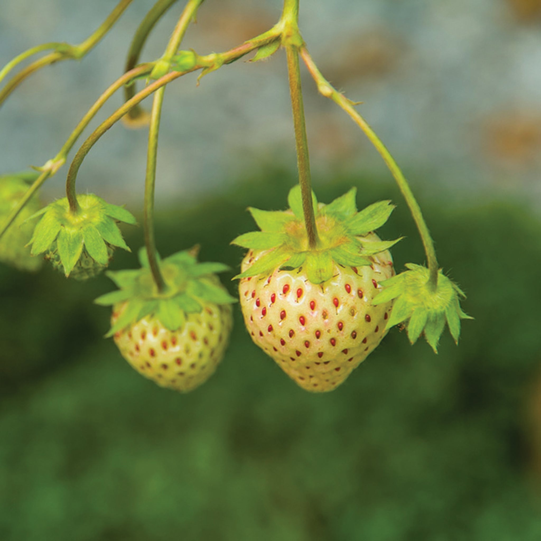 Strawberry, White, Pineberry
