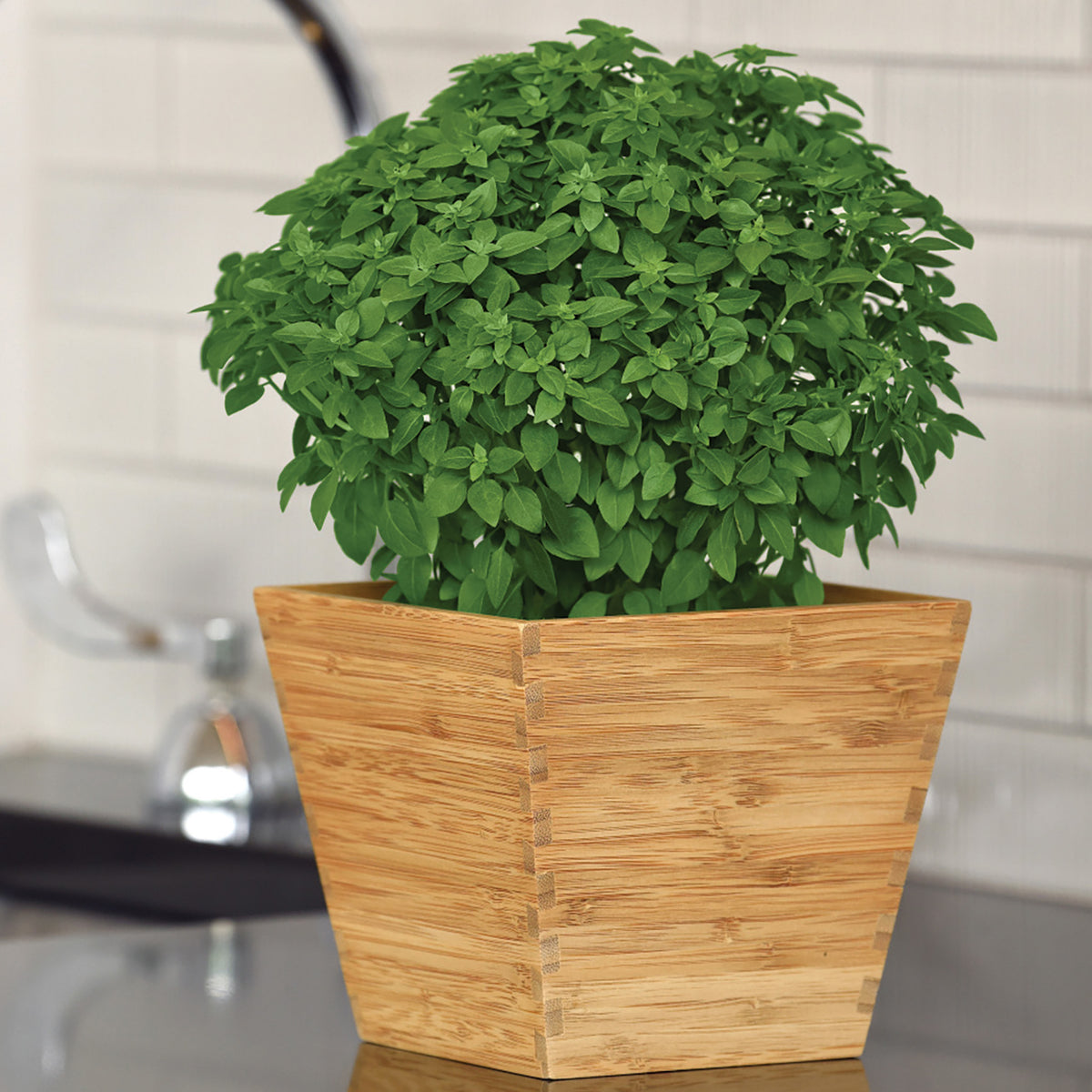 Basil, Kitchen Minis™ Bonsai
