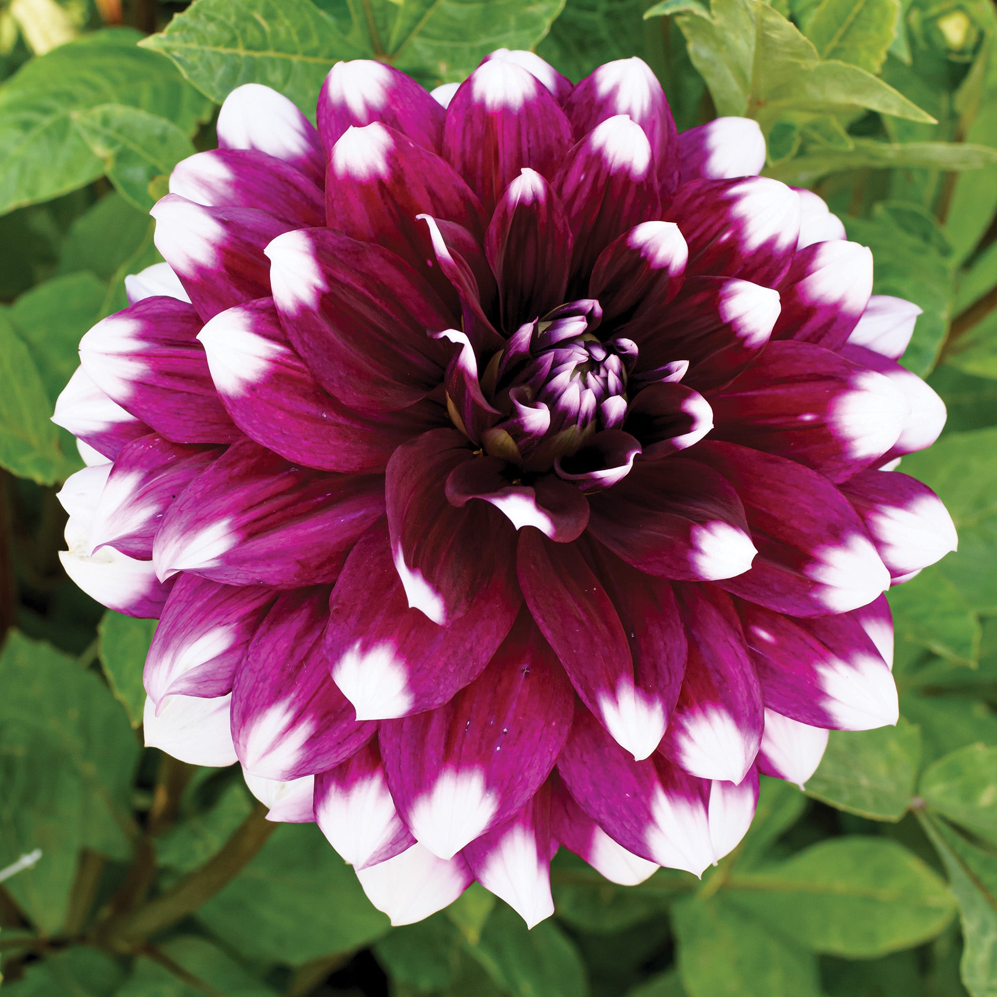Dahlia, Mystery Day