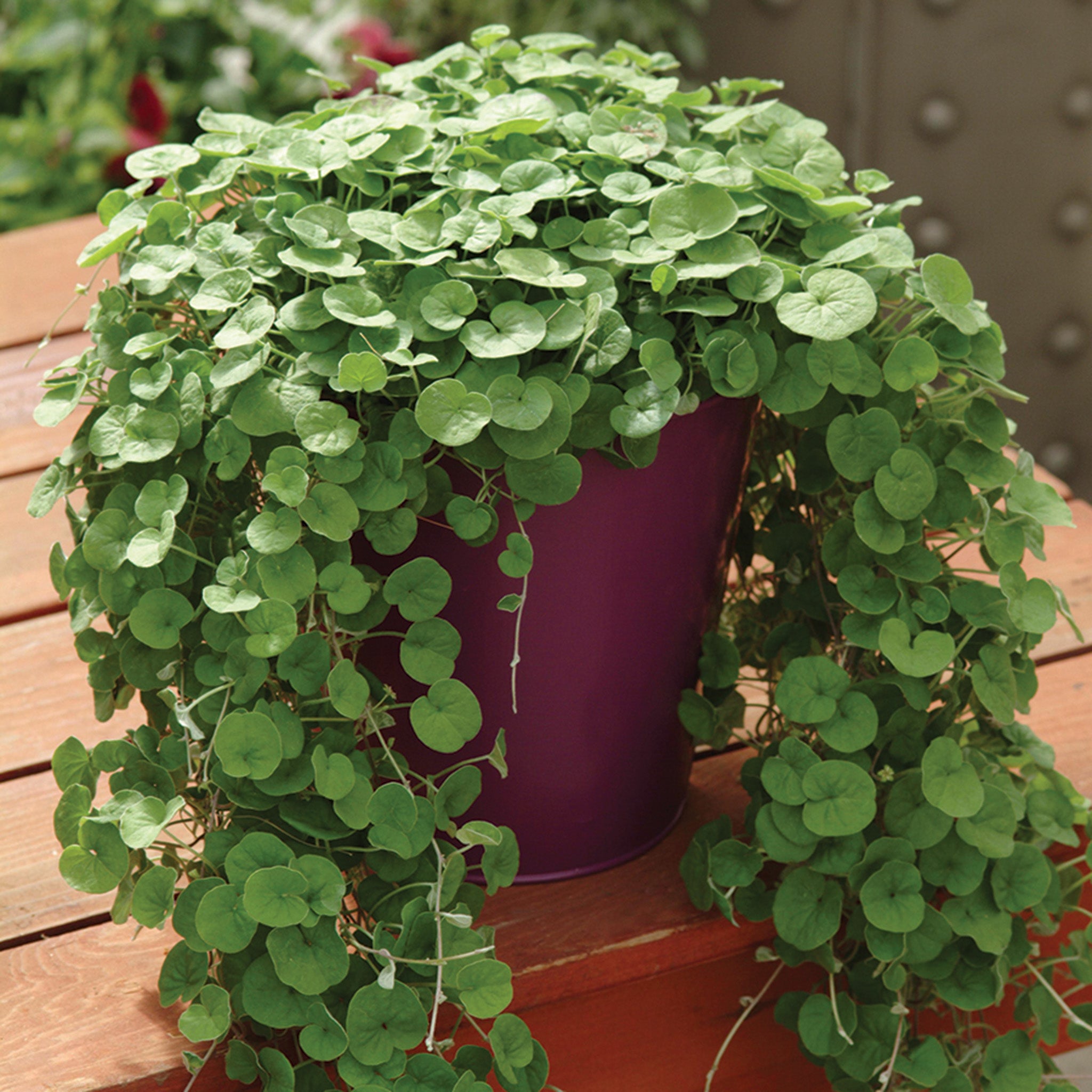 Dichondra, Falls Emerald