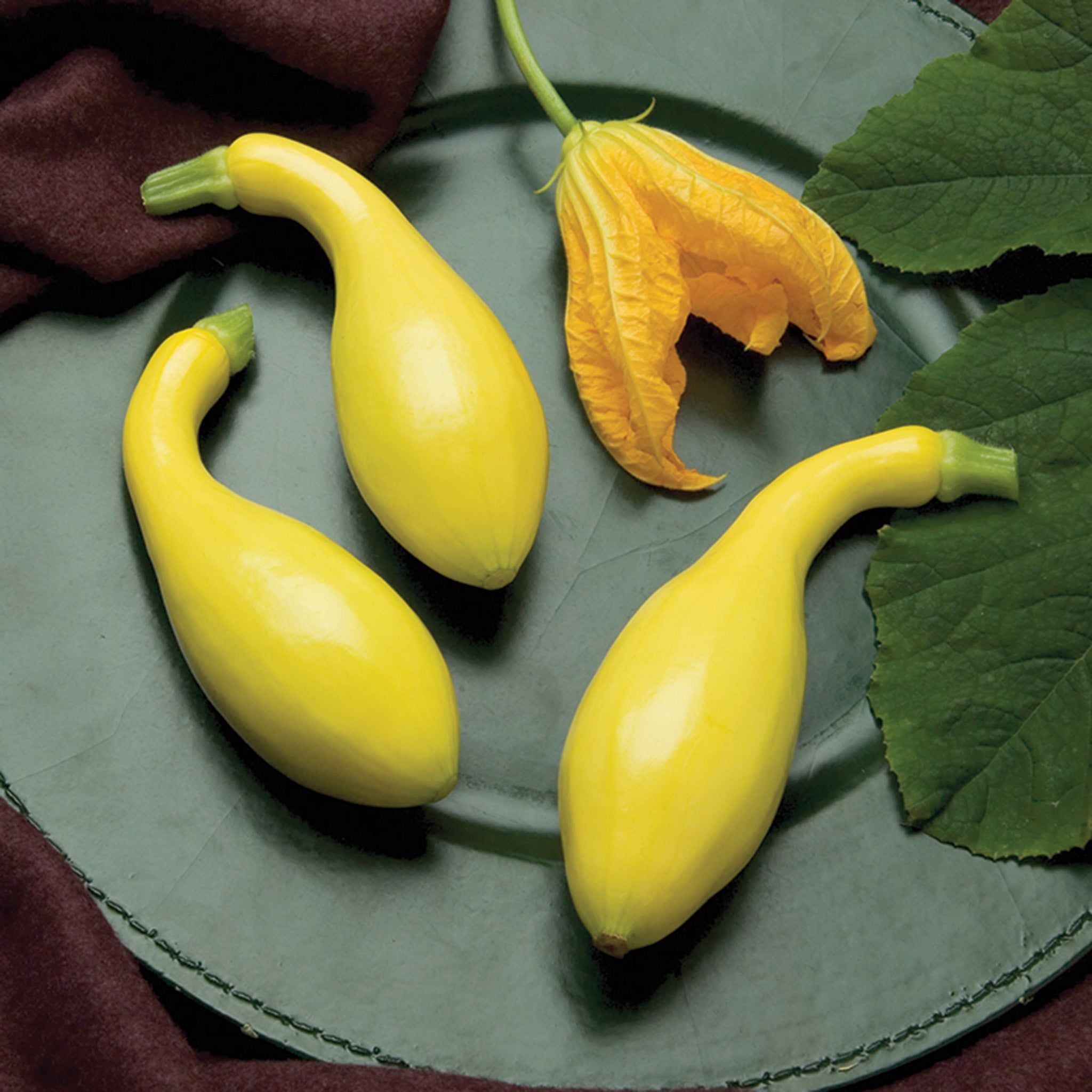 Squash, Summer, Gold Star Hybrid