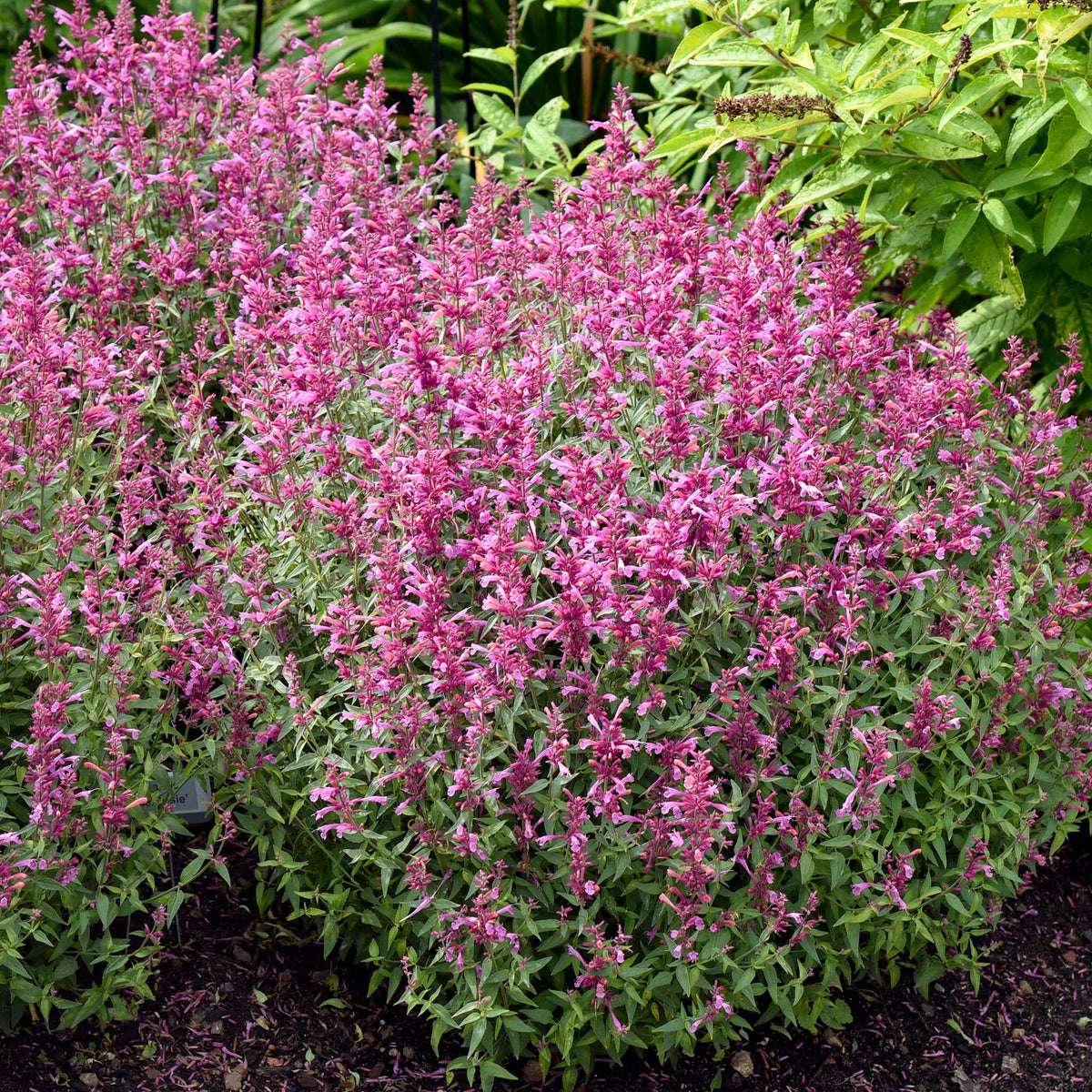 Agastache, Rosie Posie