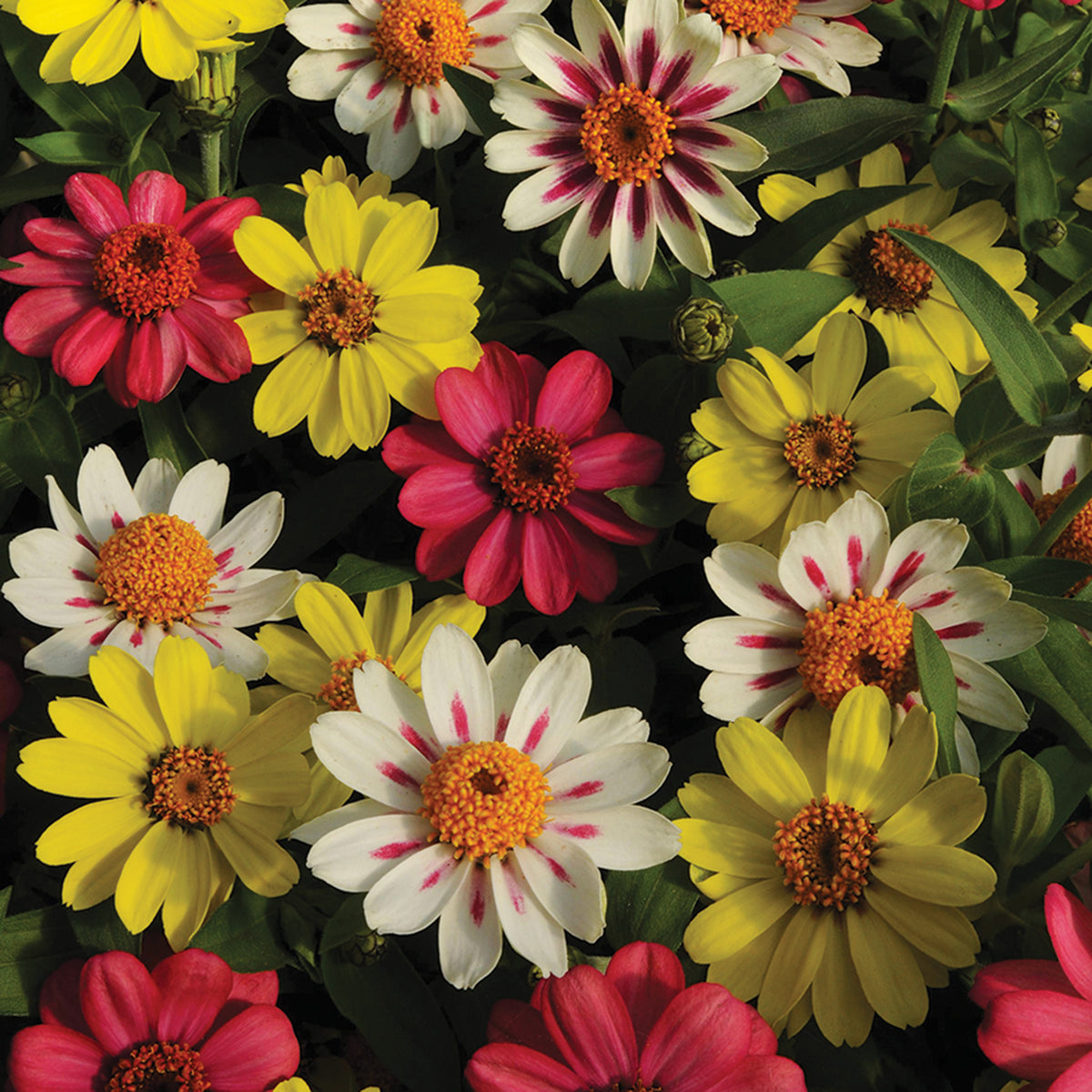 Zinnia, Zahara® Raspberry Lemonade Mix