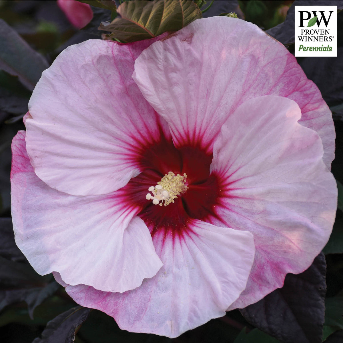 Hibiscus, Summerific® Perfect Storm