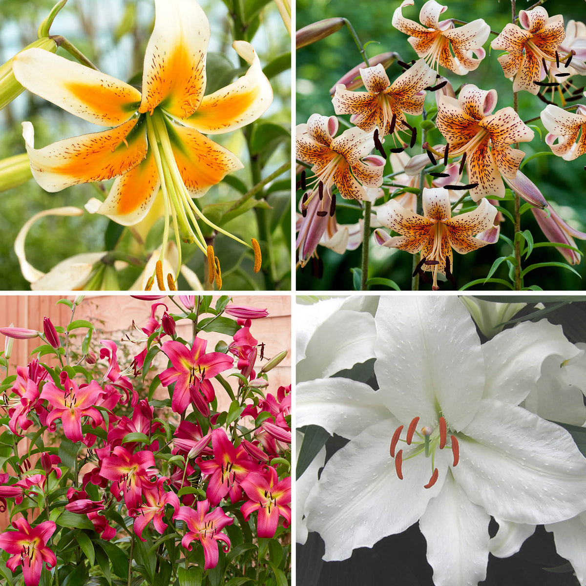Lily Sampler, sub Red Morning for Lady Alice, Stargazer for Empoli