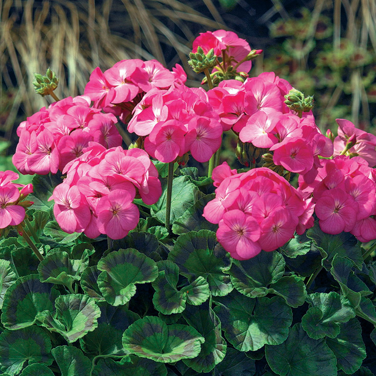 Geranium, Maverick™ Pink Hybrid