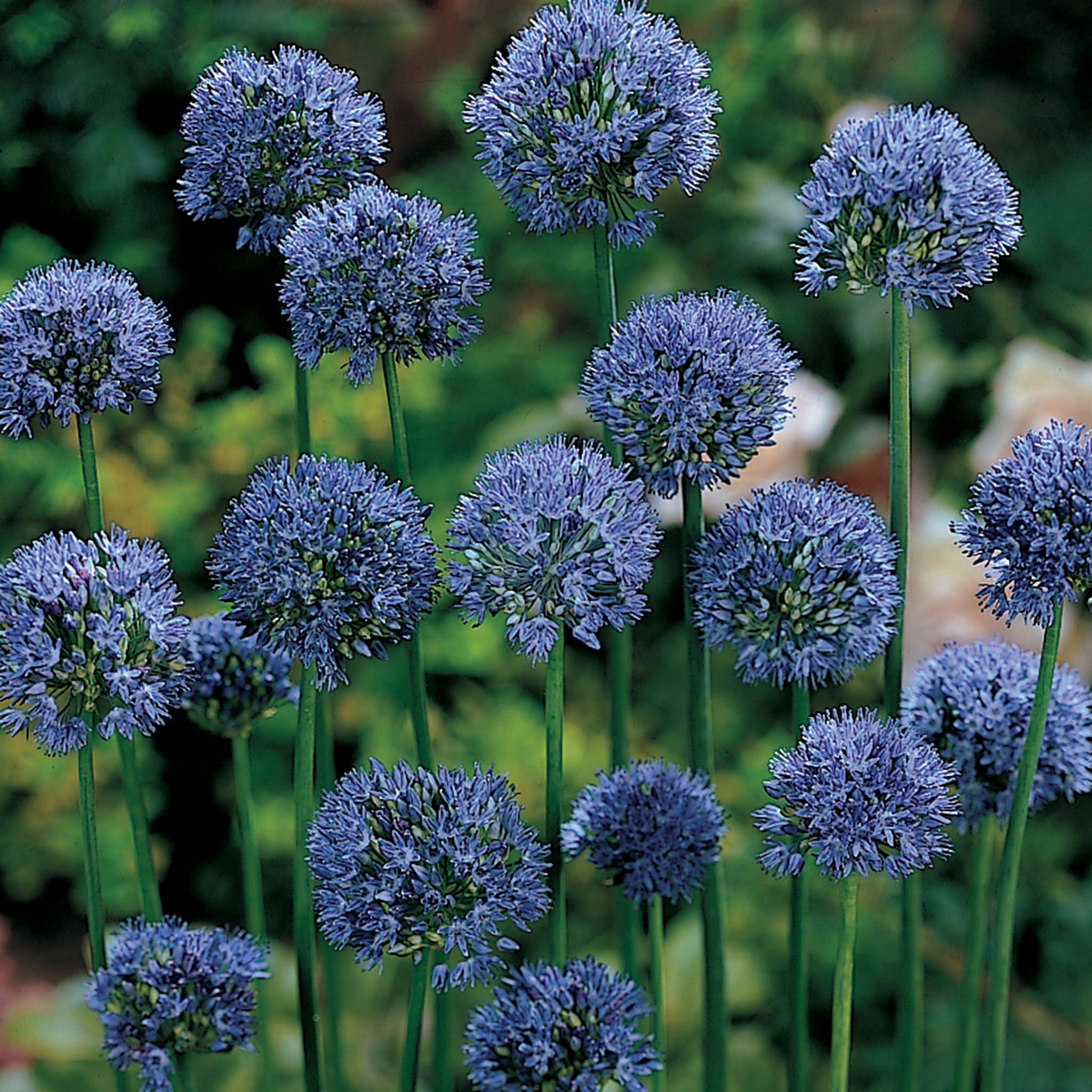 Allium, Blue Drumstick, 25 Pack