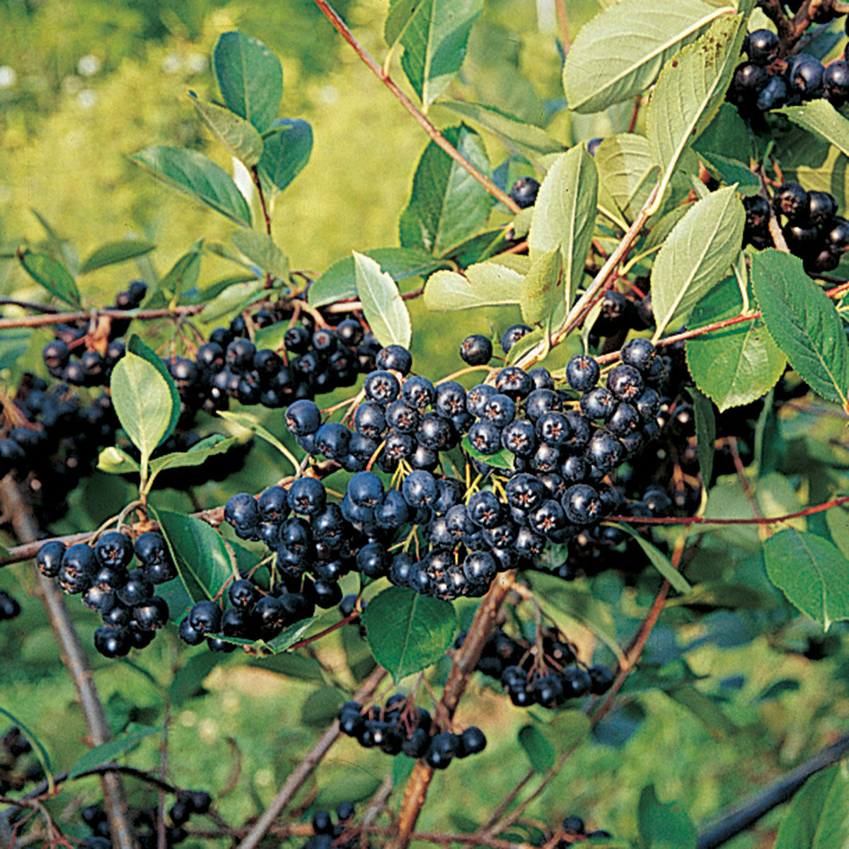 Aronia, Nero