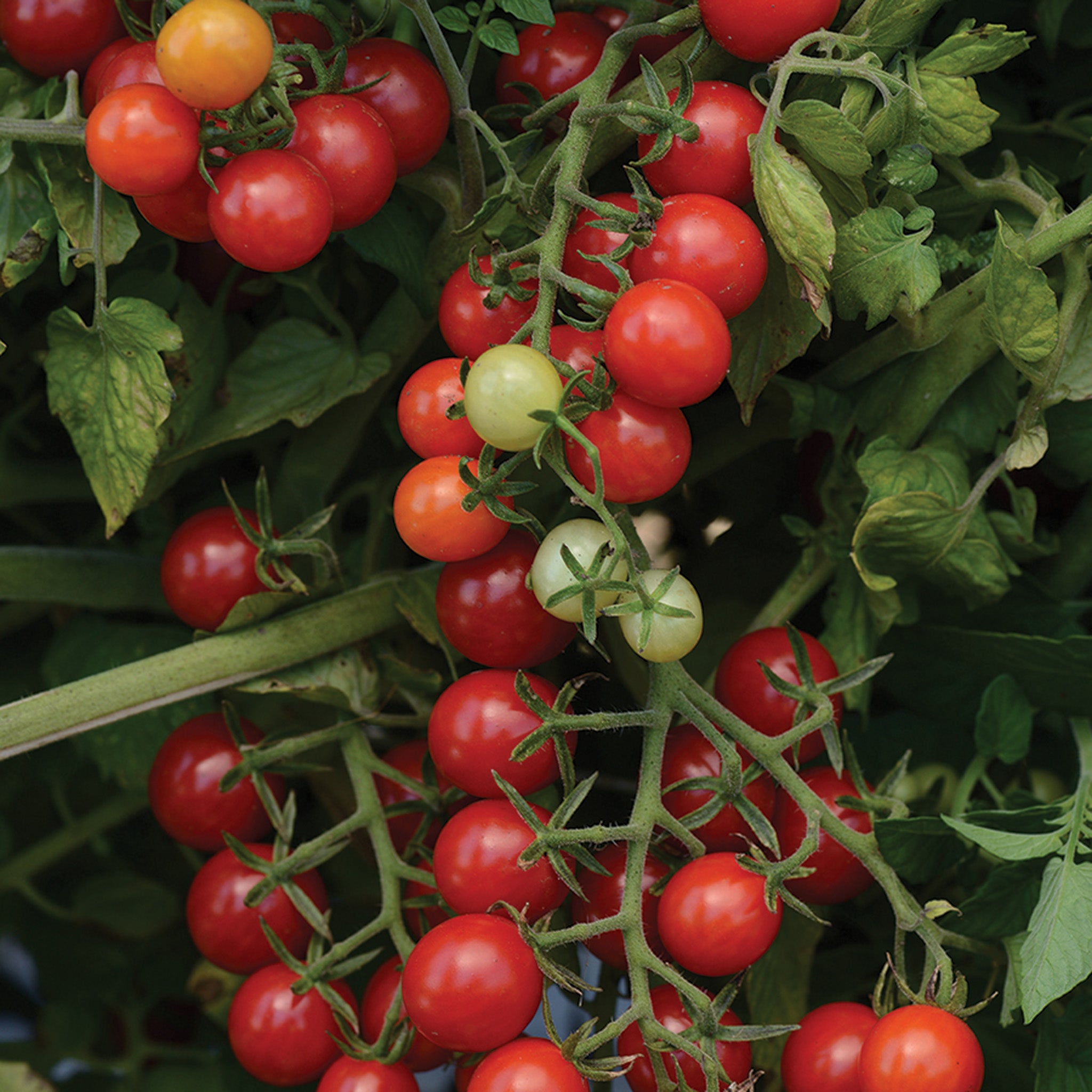 Tomato, Candyland Red