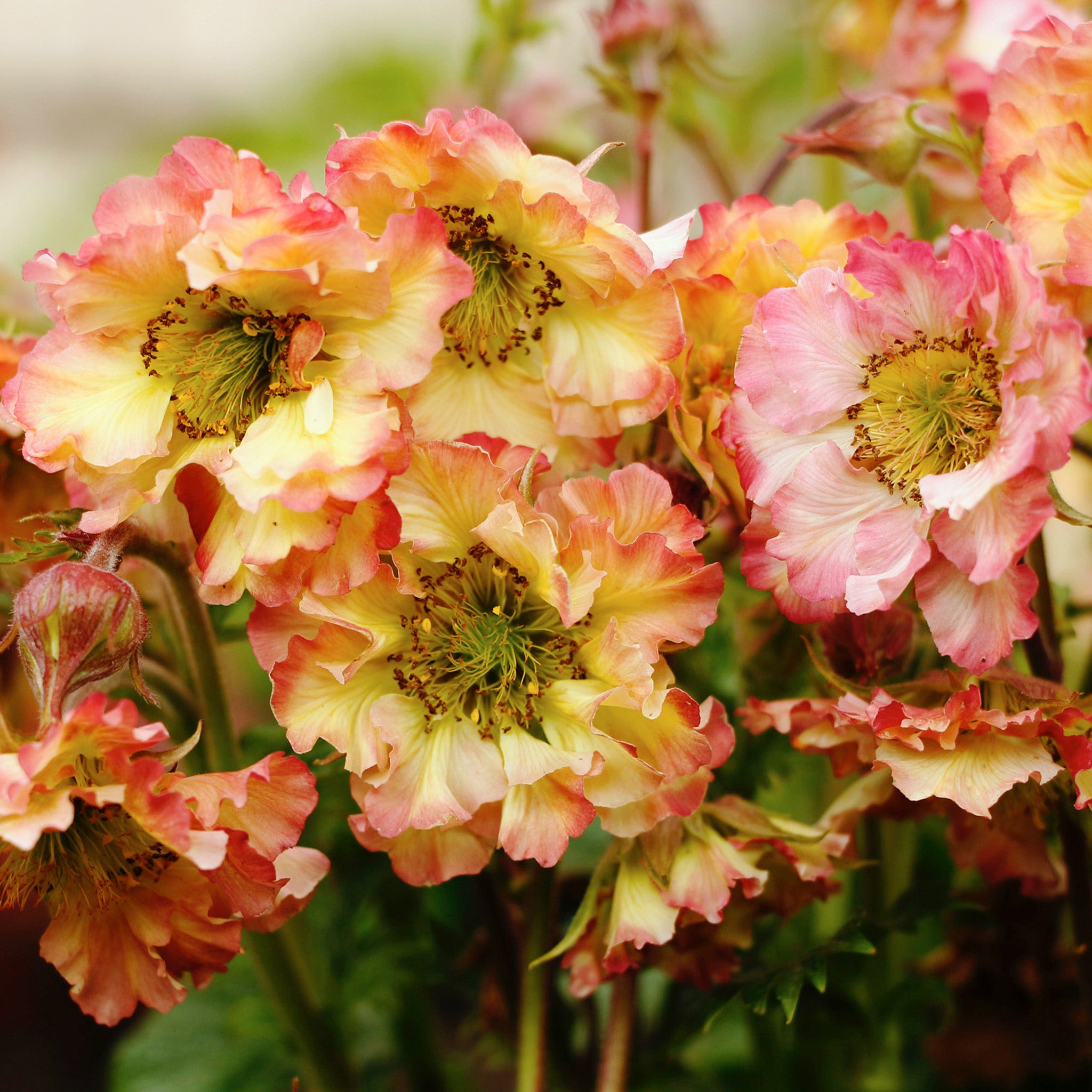 Geum, Pretticoats™ Peach