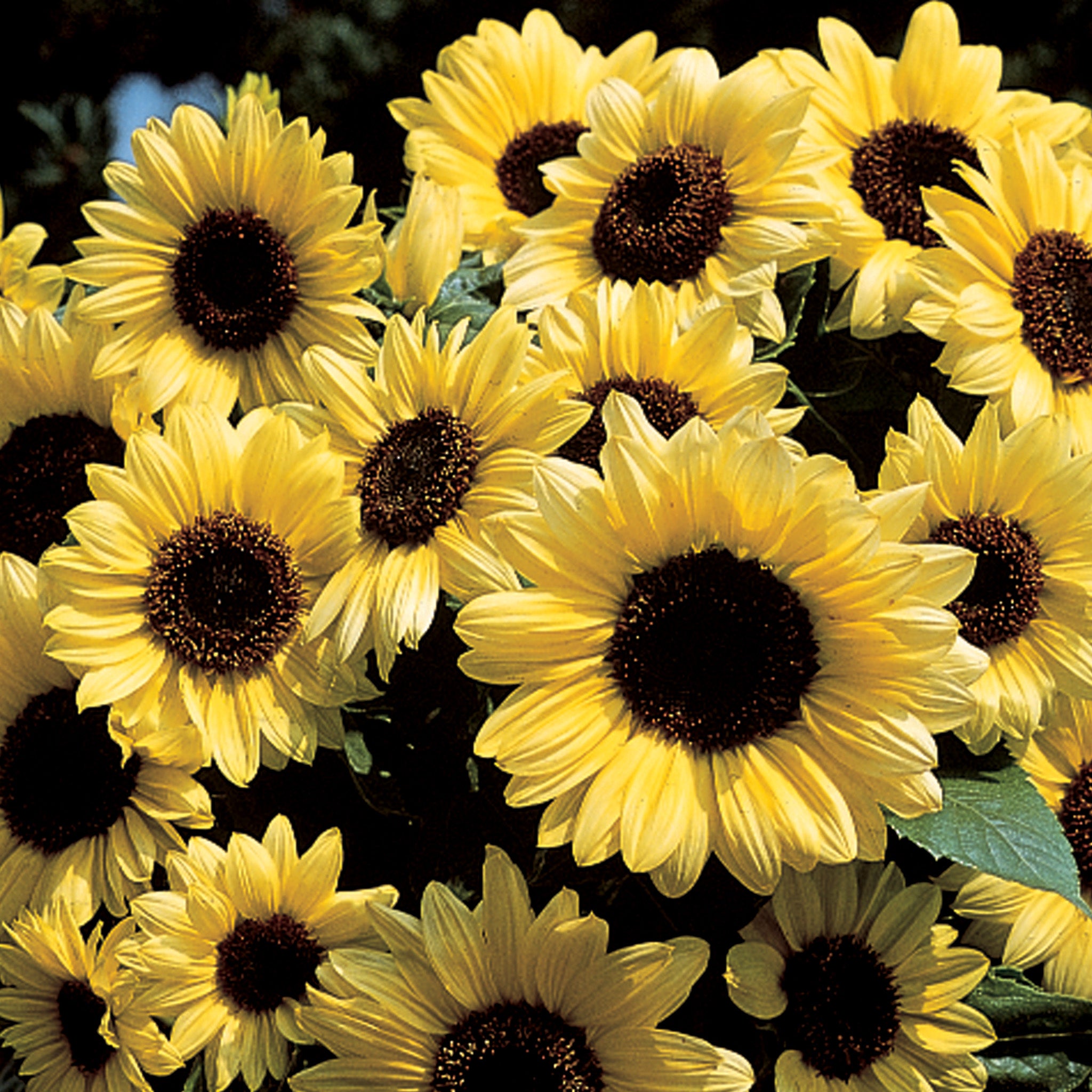Sunflower, Valentine