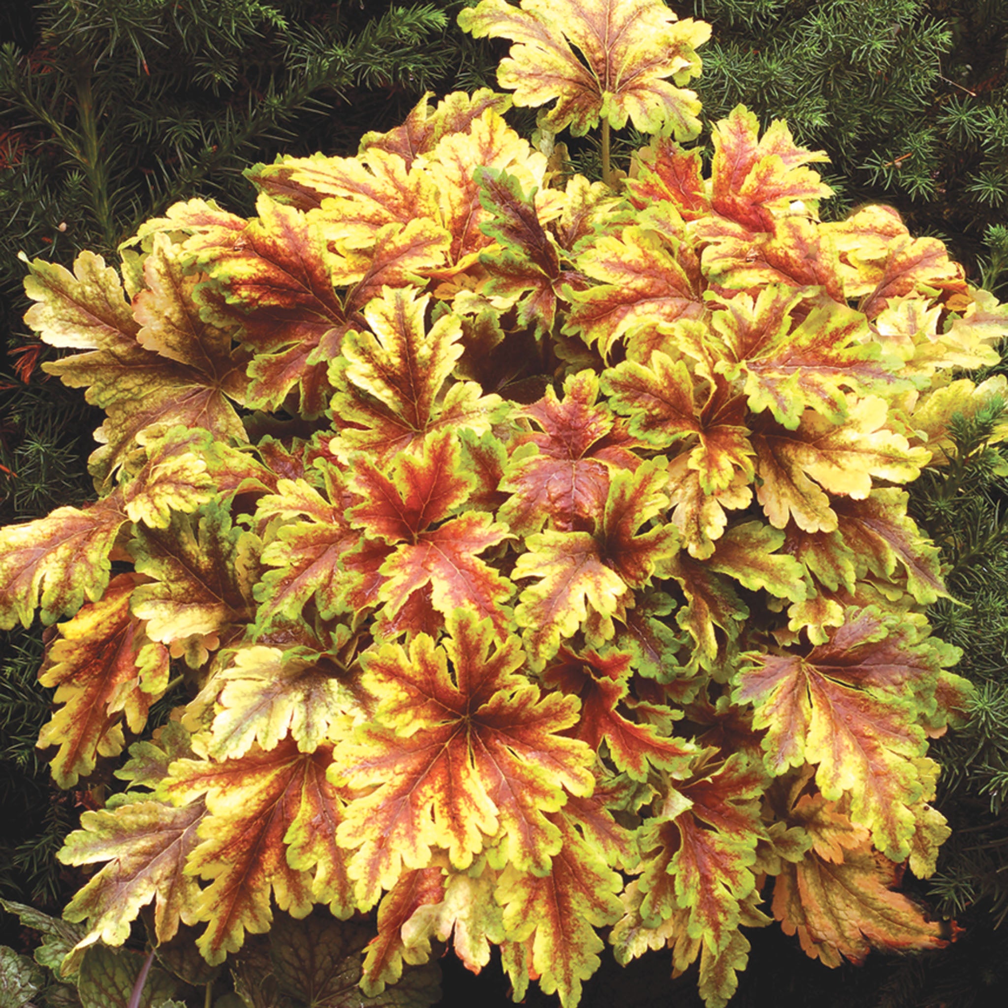 Heucherella, Gold Zebra
