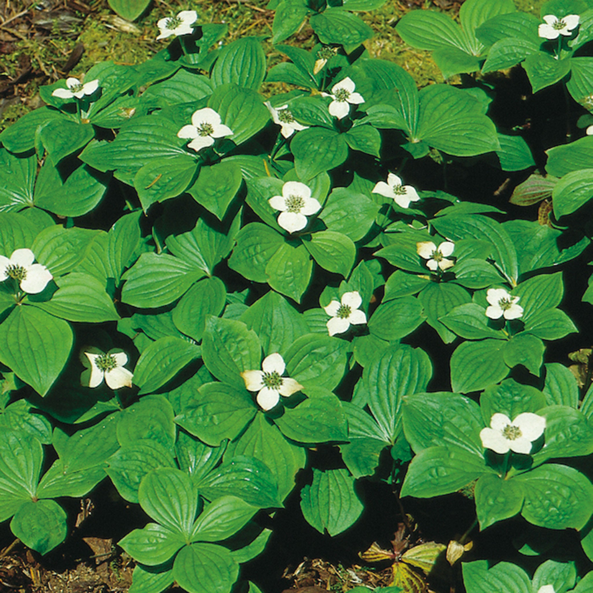 Bunchberry (Cornus canadensis)