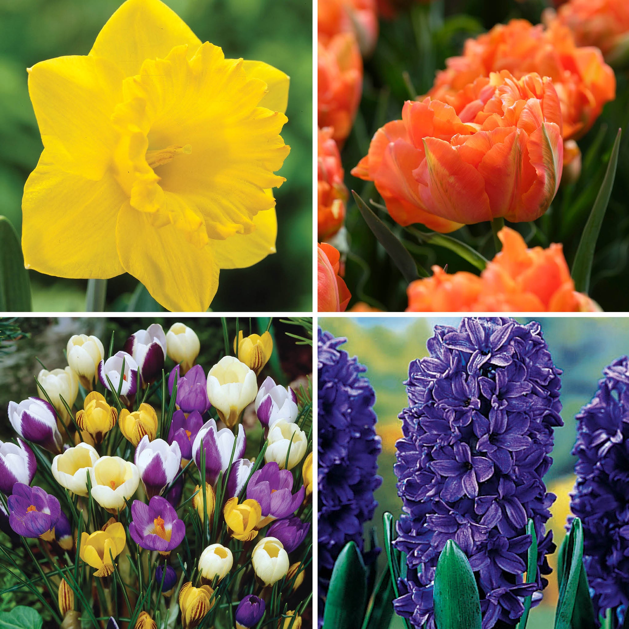 Early Spring Bulb Collection
