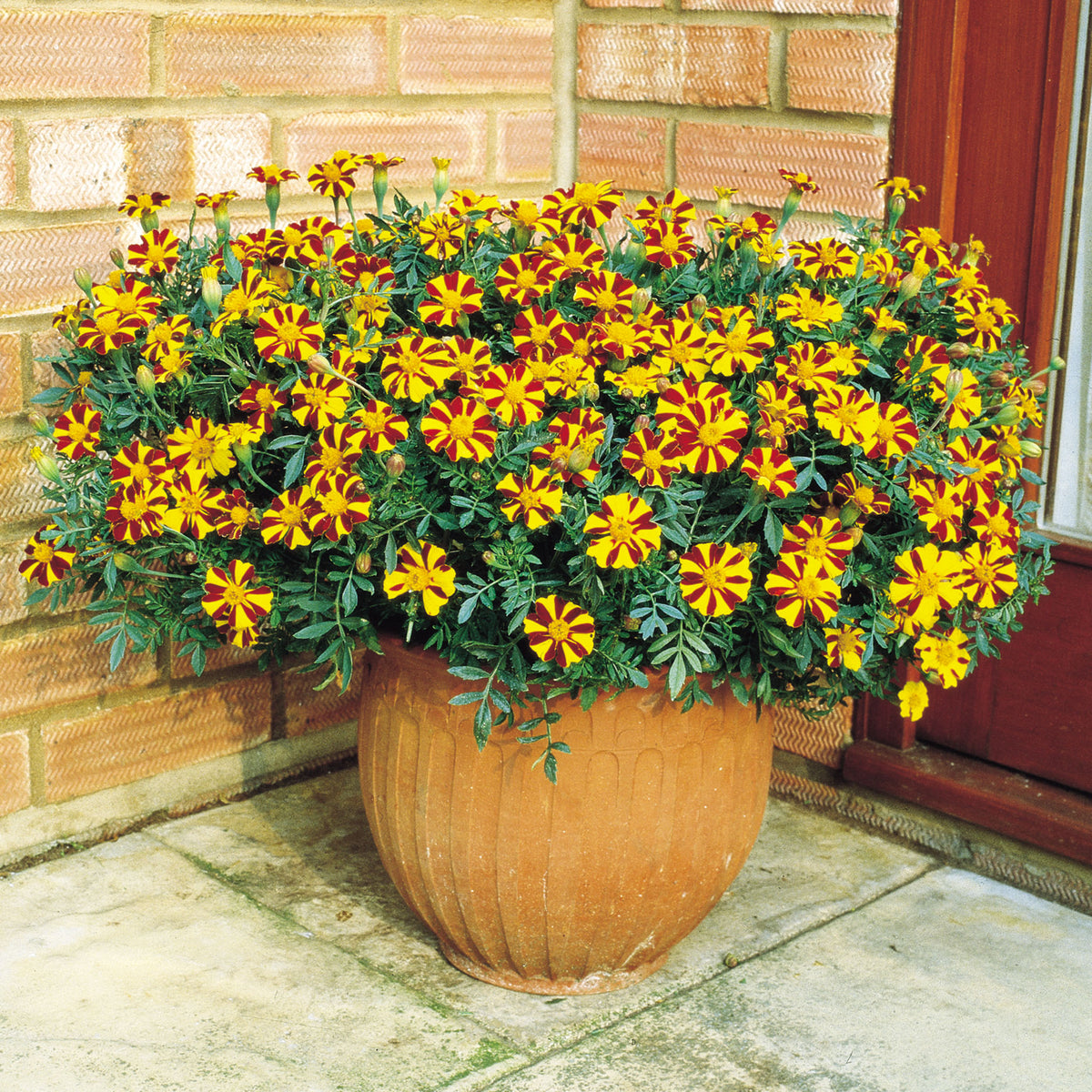 Marigold, Mr. Majestic
