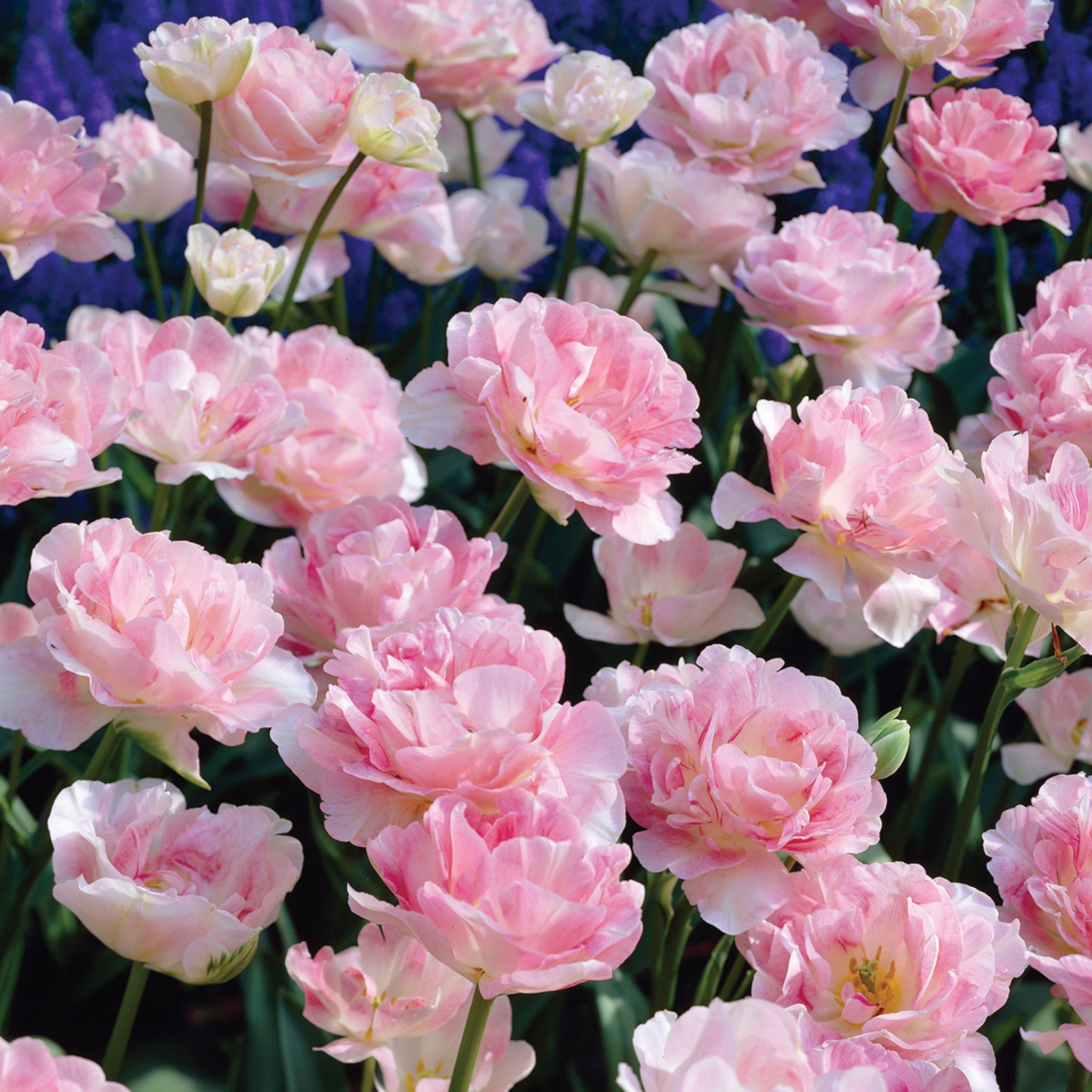 Tulip, Angelique, 10 Pack