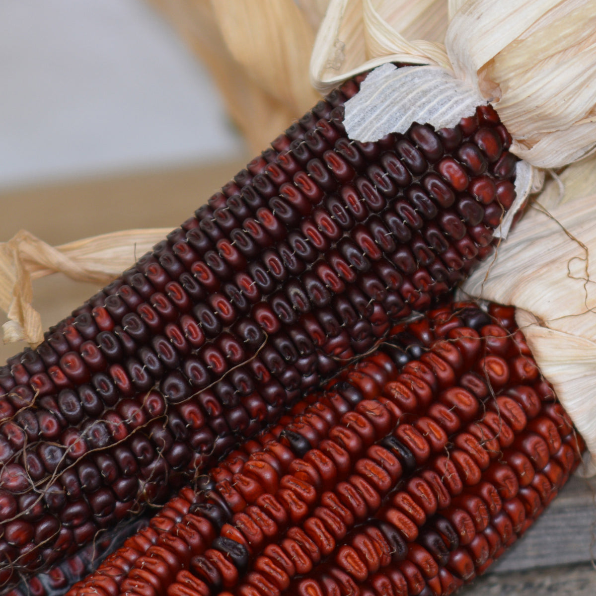 Corn, Ornamental, Bloody Butcher Dent