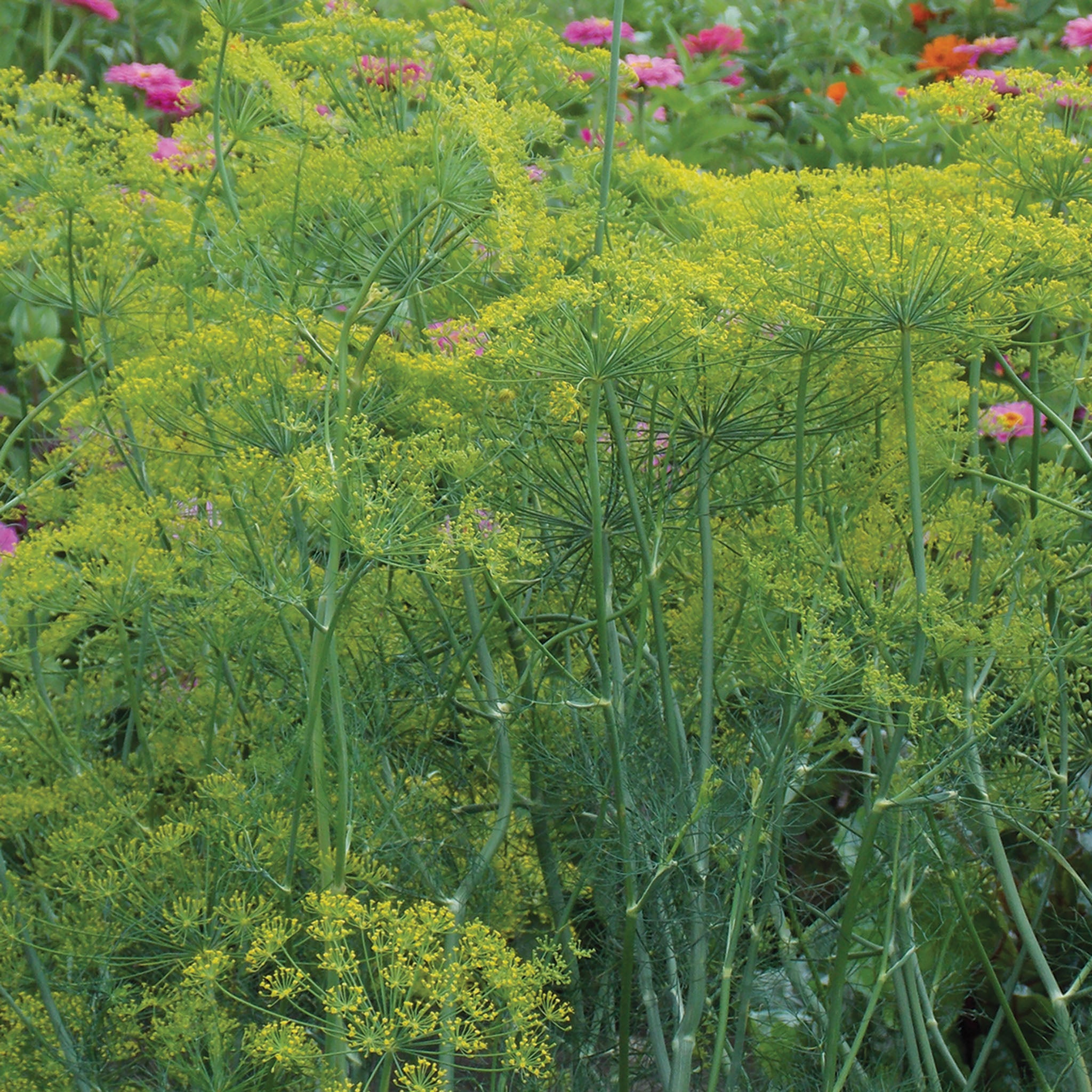 Dill, Long Island Mammoth Organic